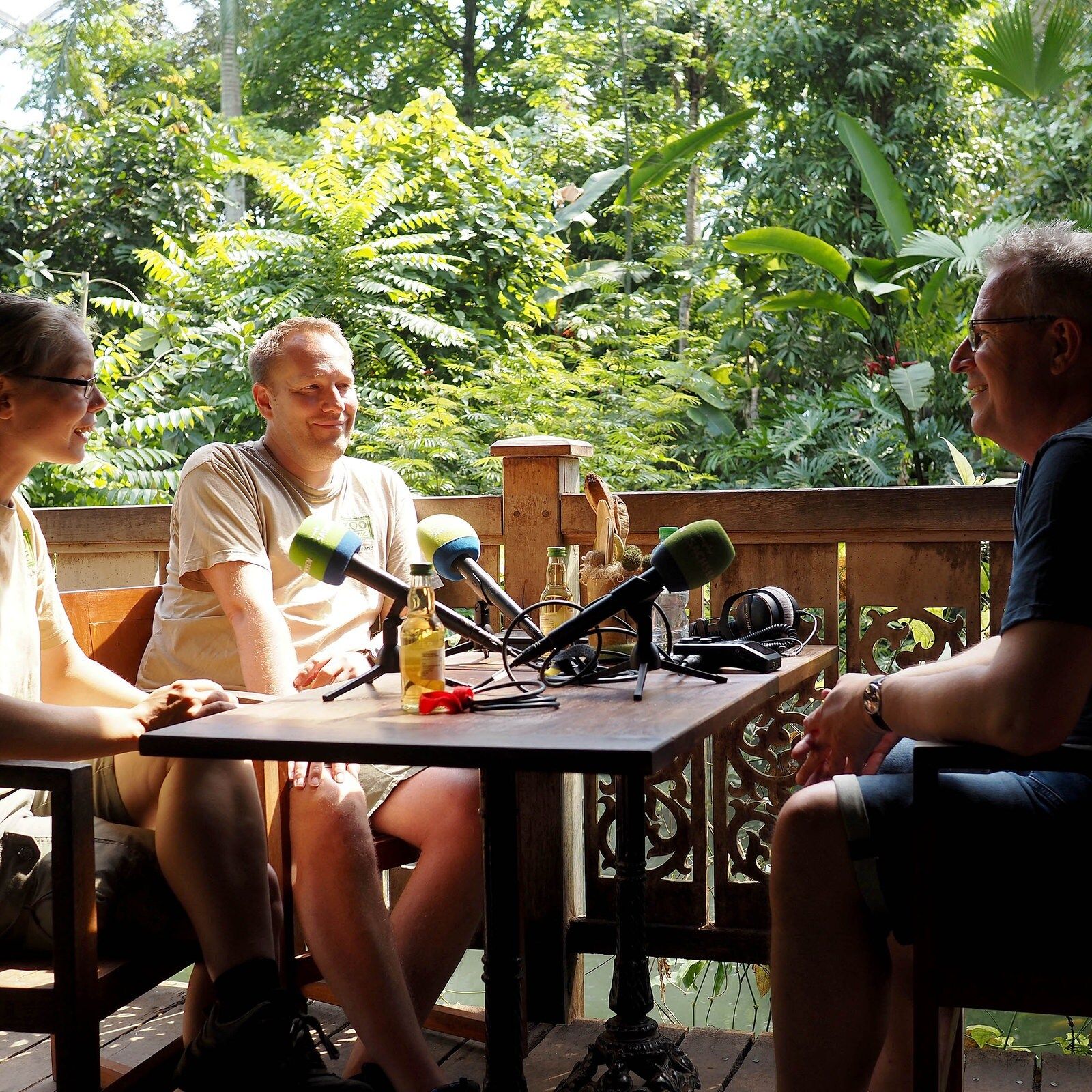 Halb Mini-Hirsch, halb Ziege - das Moschustier