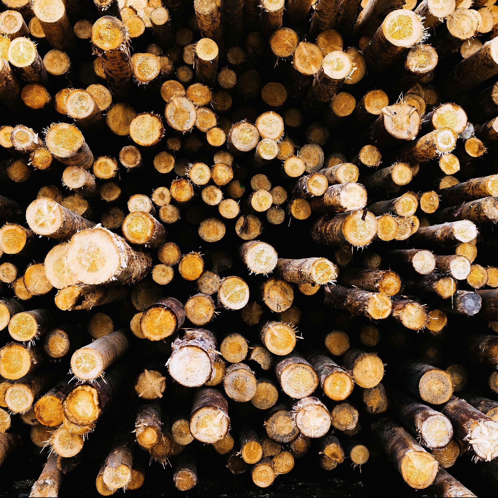 Handel mit Holz: Wie Russland Sanktionen umgeht