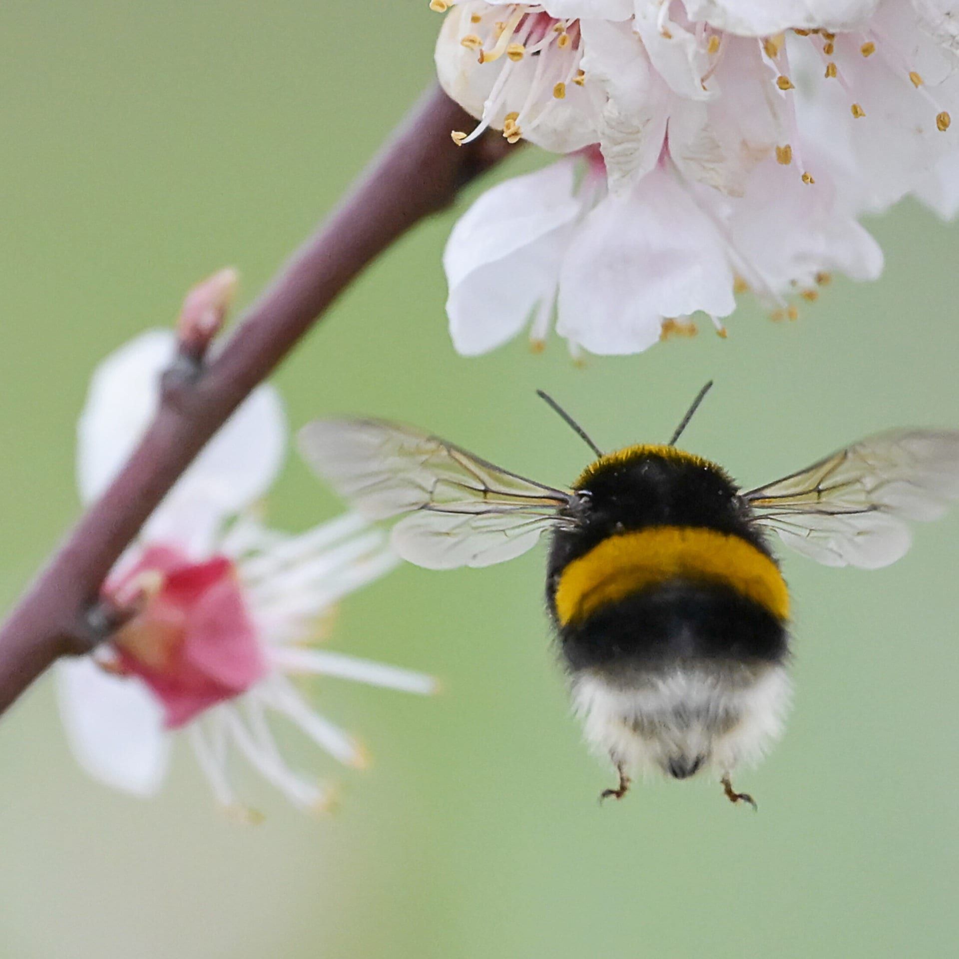 Handy raus - Hummel-Challenge