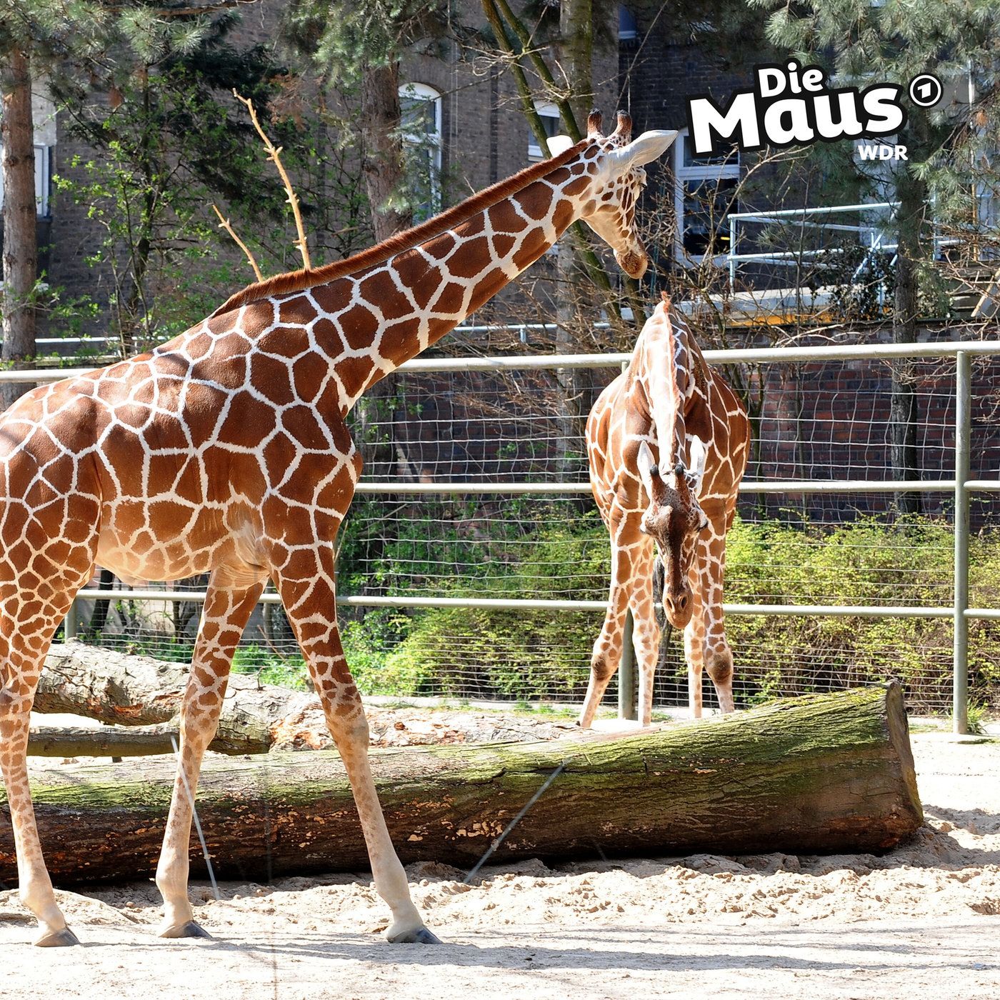 Happy Birthday, Kölner Zoo! Was hat sich in 165 Jahren getan?