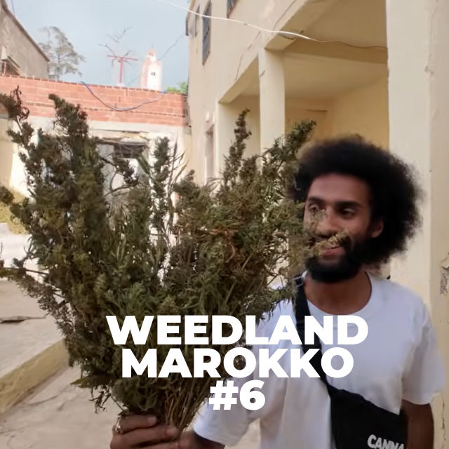 Hasch Herstellung in Ketama | Dry Sift | Traditioneller Anbau | Weedland Marokko #6