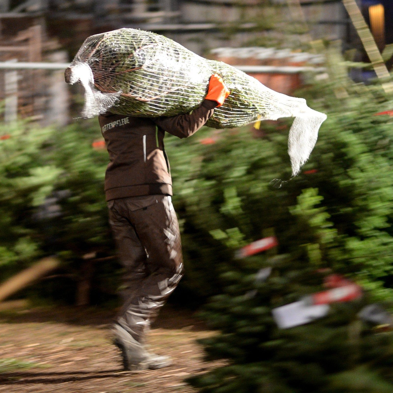 Hausfriedensbruch beim Aufstellen eines geschenkten Weihnachtsbaums