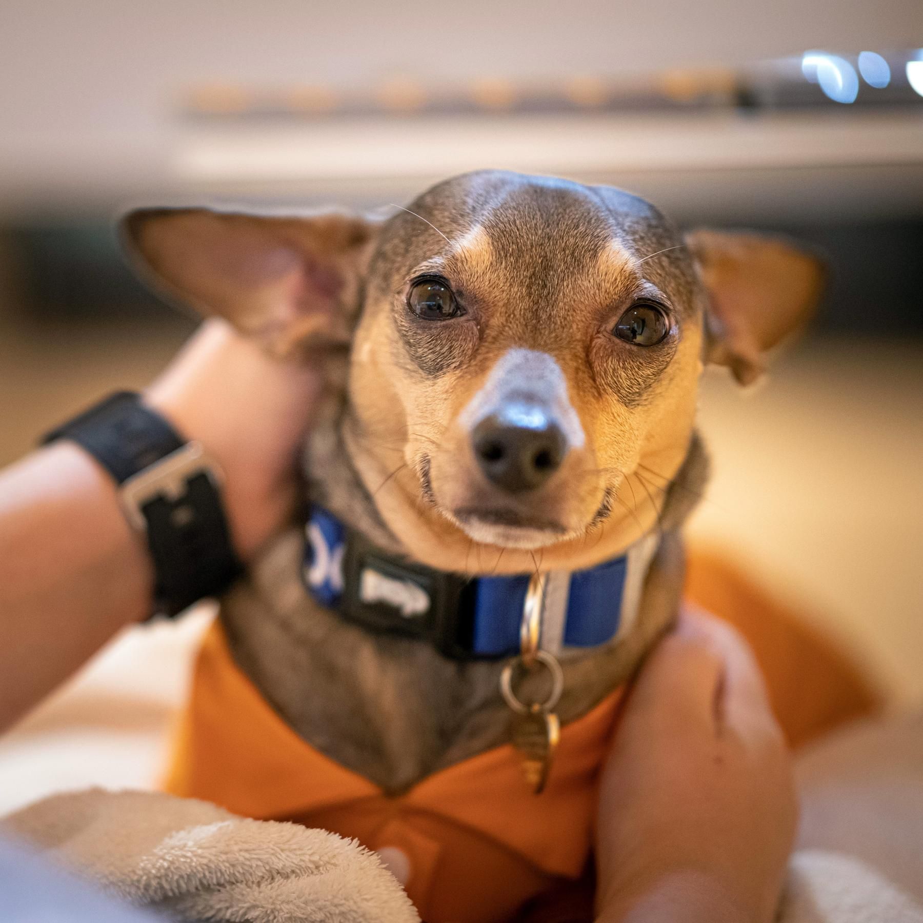 Heiler auf vier Pfoten? - Tiere als Therapeuten