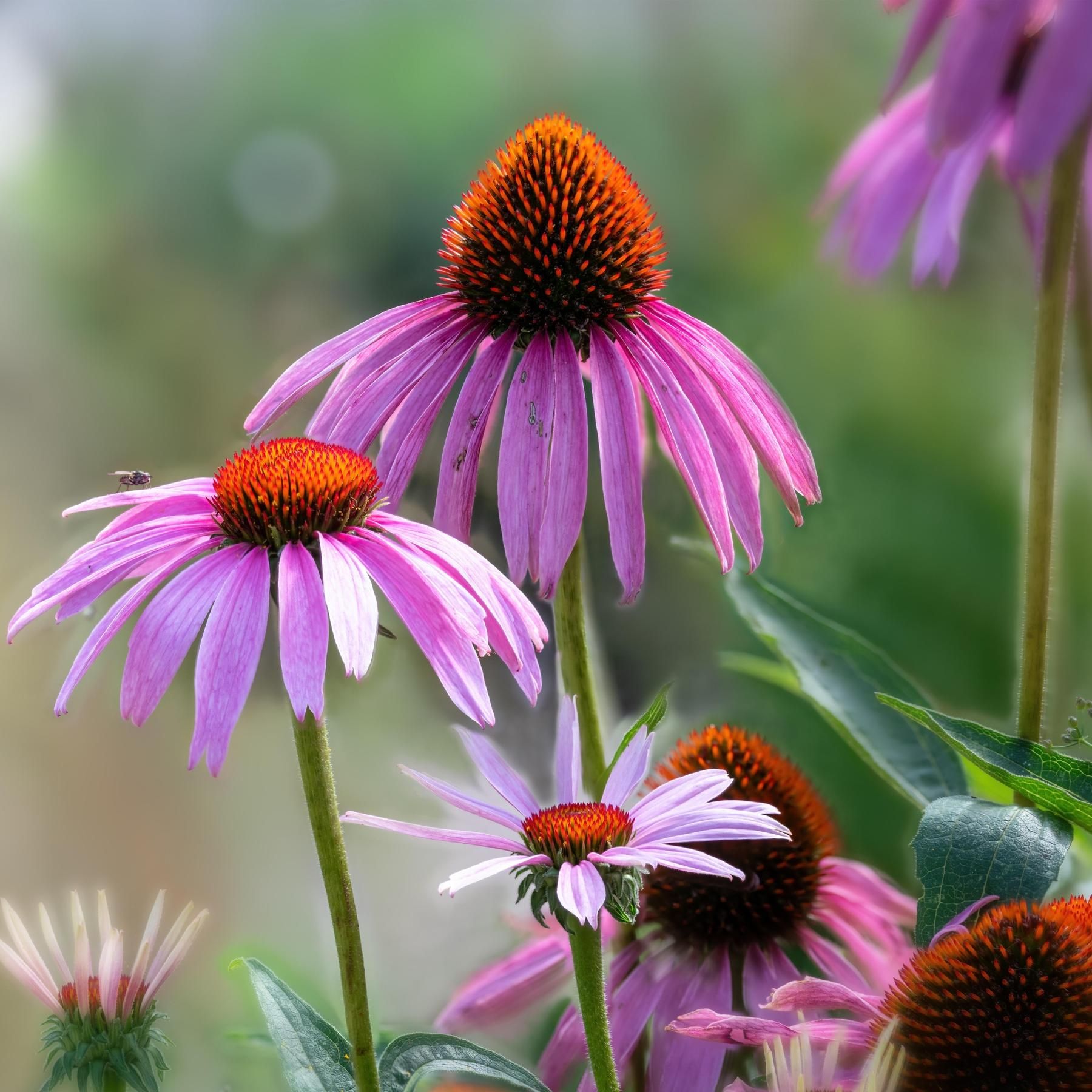 Heilpflanzen, Ameisensäure und Co. - Wenn Tiere sich selbst behandeln