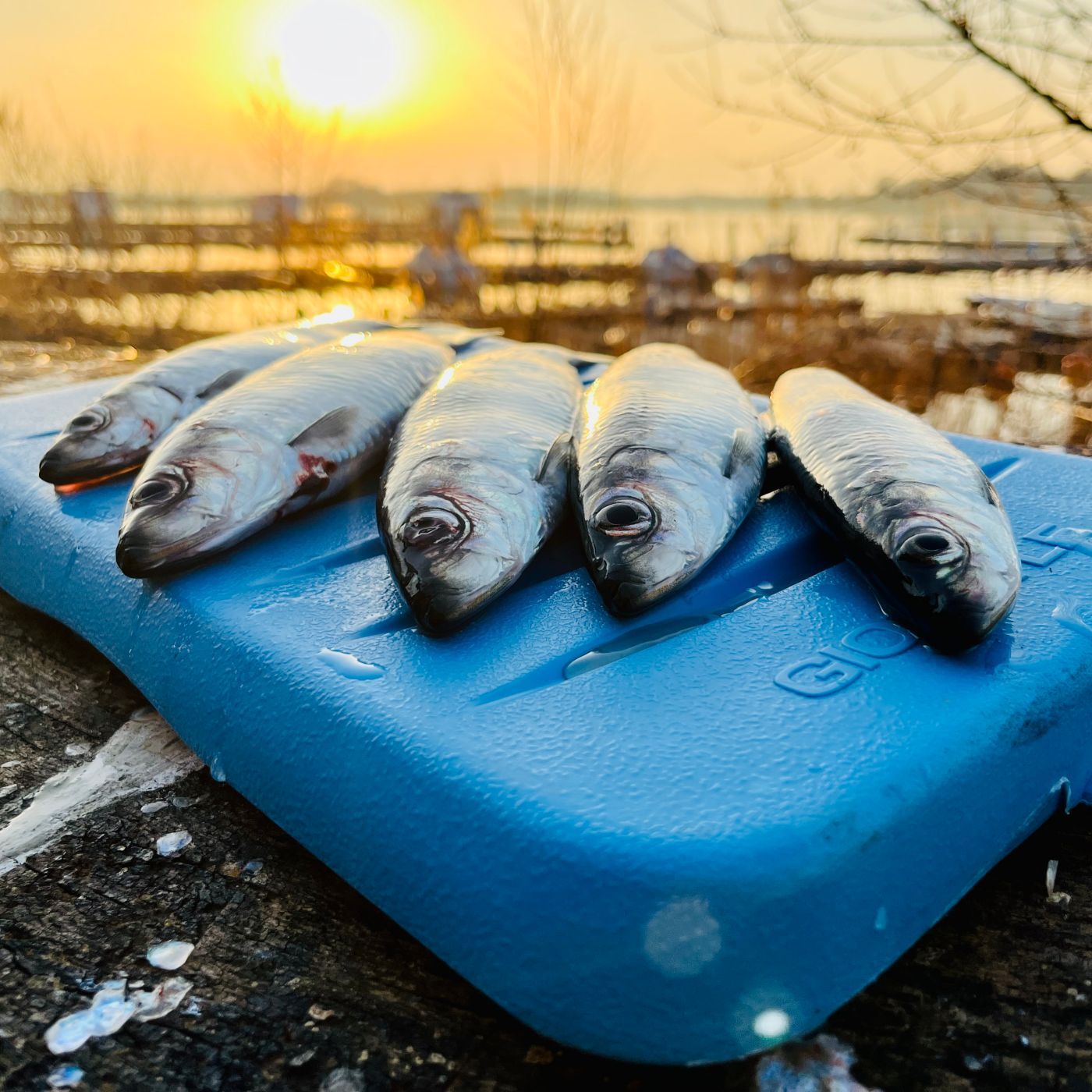 Heringe mal anders - Mit dem Bellyboot auf dem Strelasund | #91