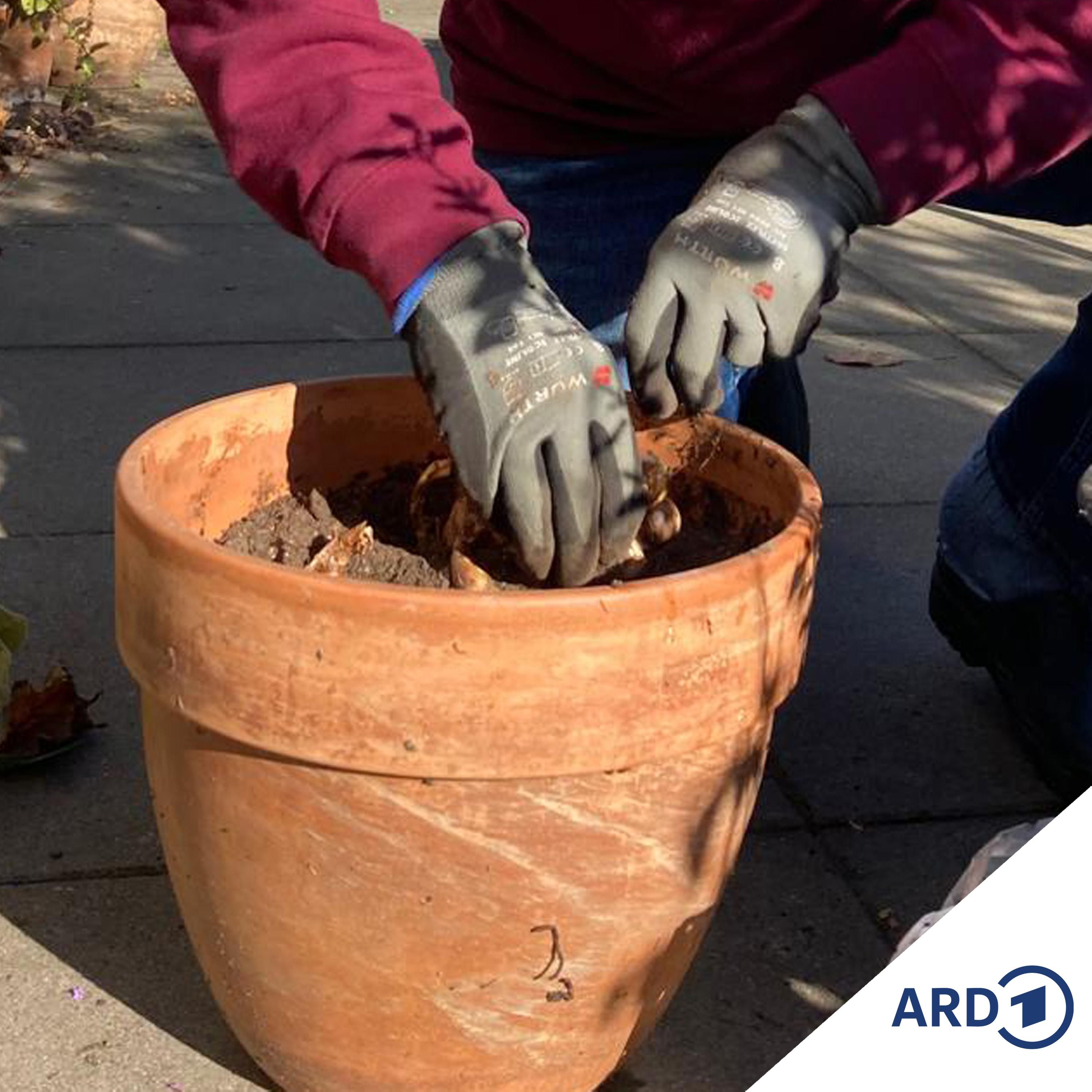 Heute schon an morgen denken: Im Herbst Blumenzwiebeln setzen