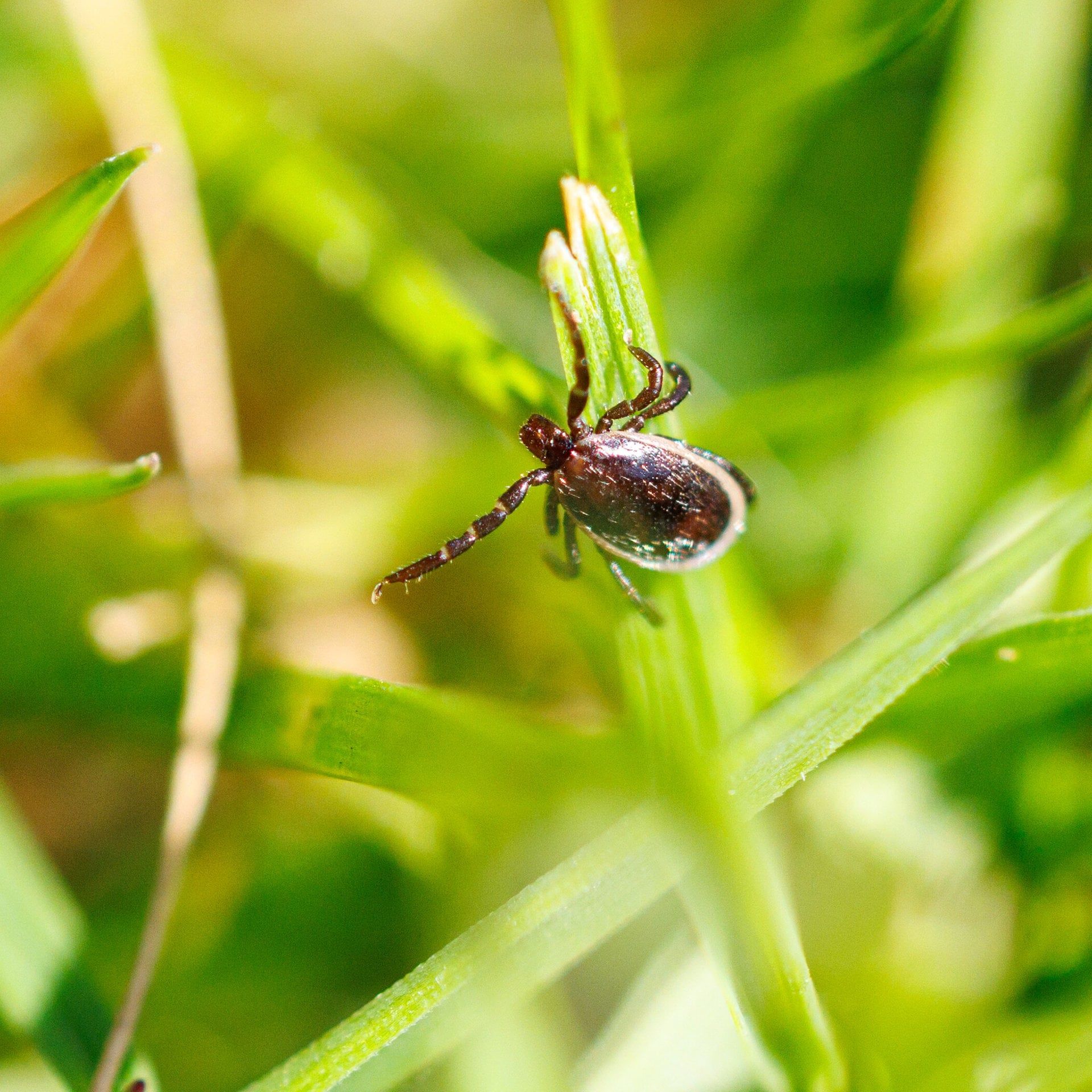 Hirnhautentzündungen wegen Zecken: 2025 könnte Rekordjahr werden