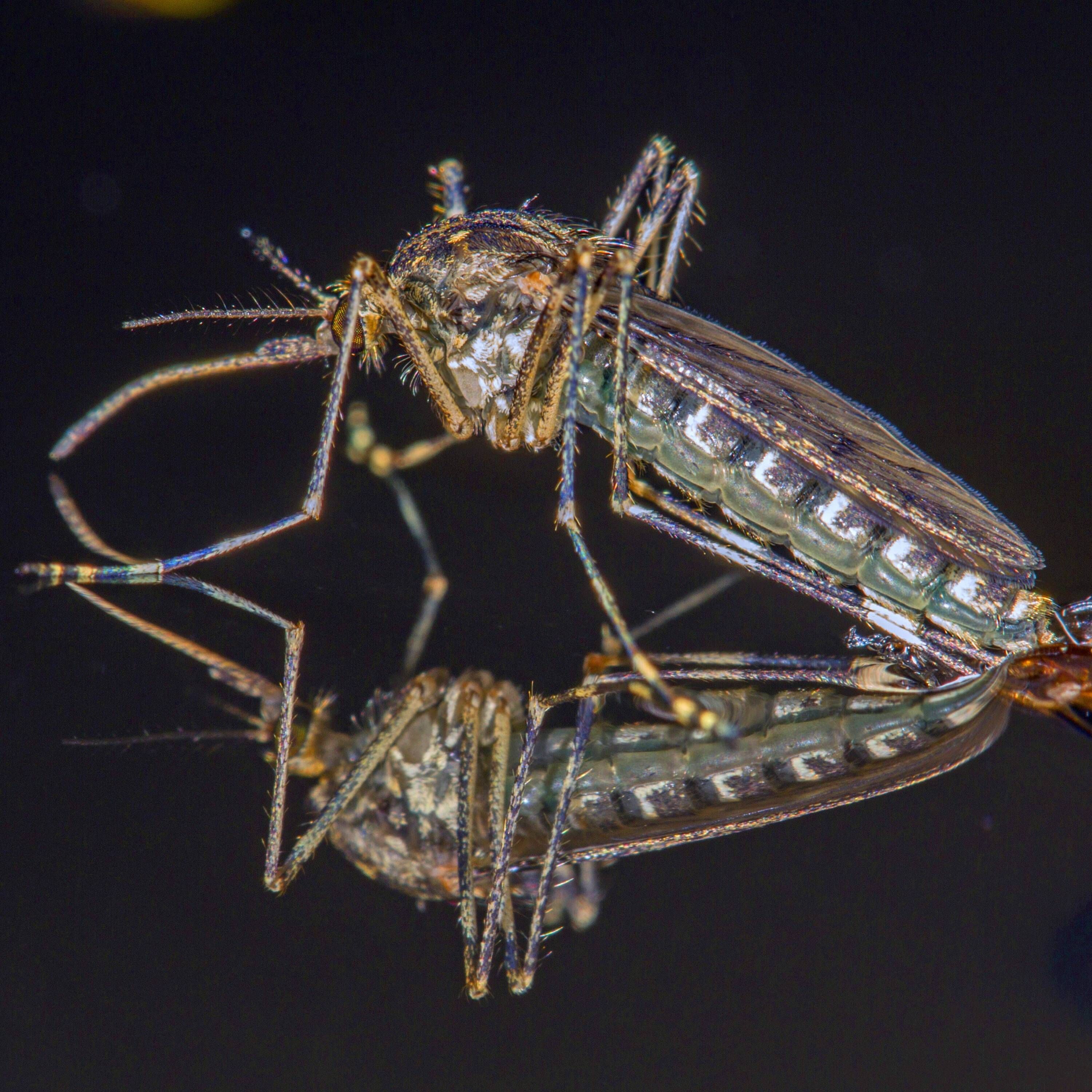 Historischer Fund: Plötzlich gibt es sogar in Island Stechmücken