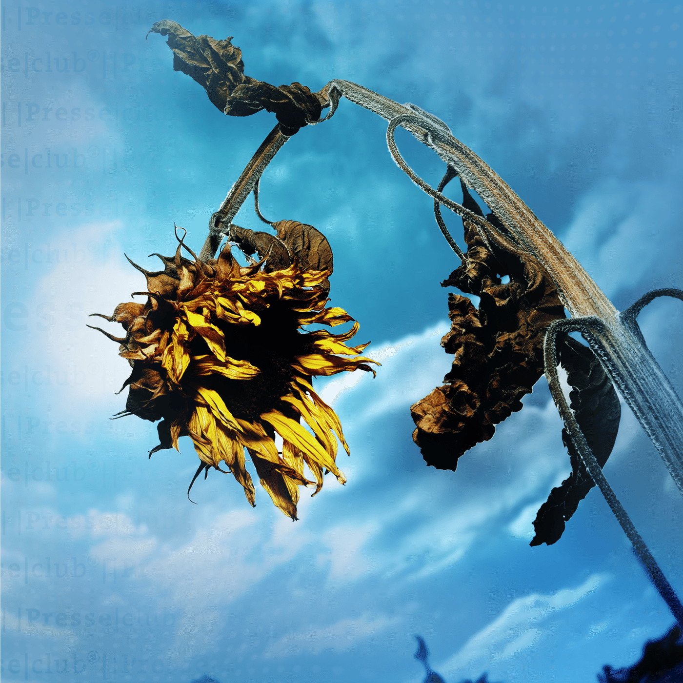 Hitze, Brände, Unwetter: Haben wir den Kampf ums Klima aufgegeben?