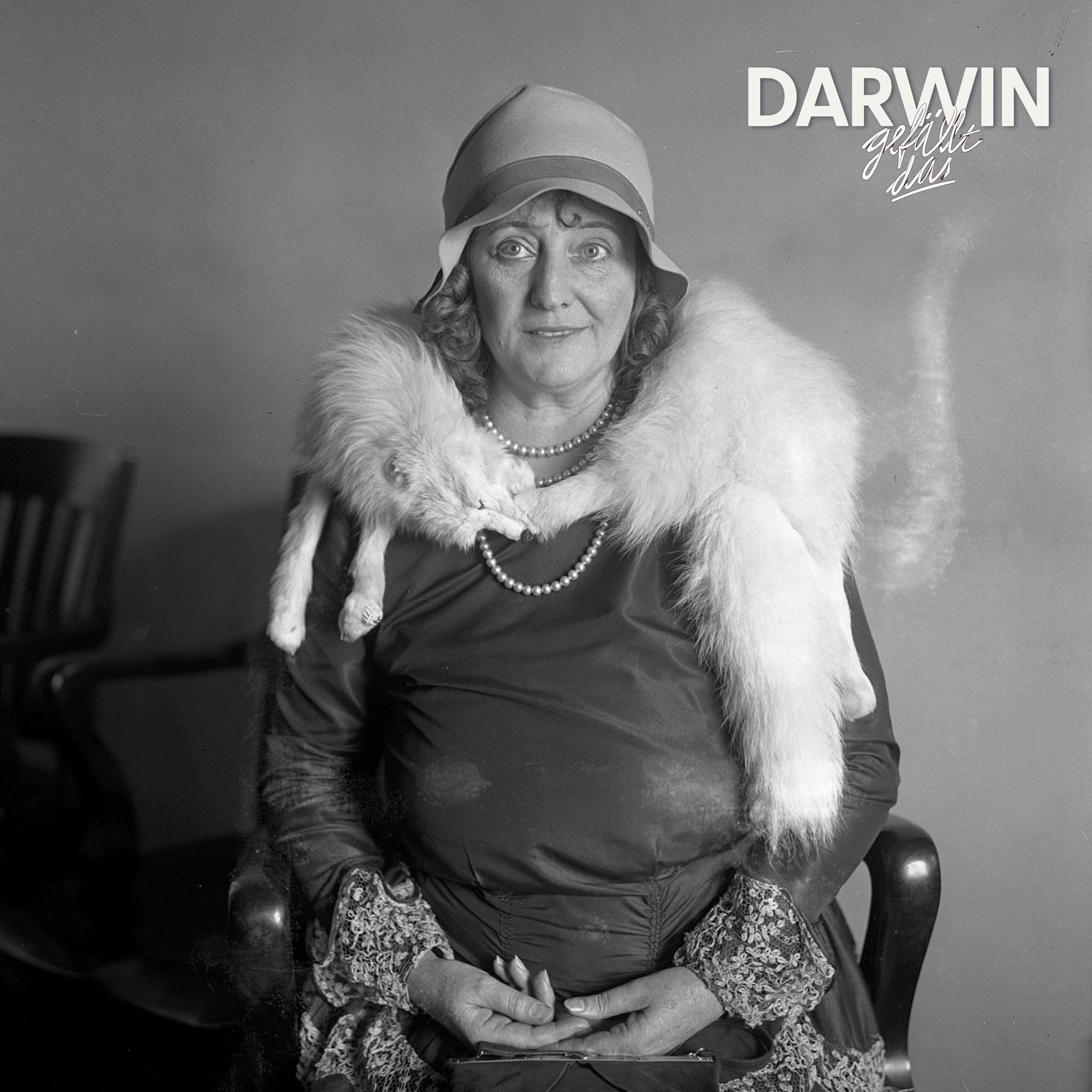 Hör mal wer da hämmert