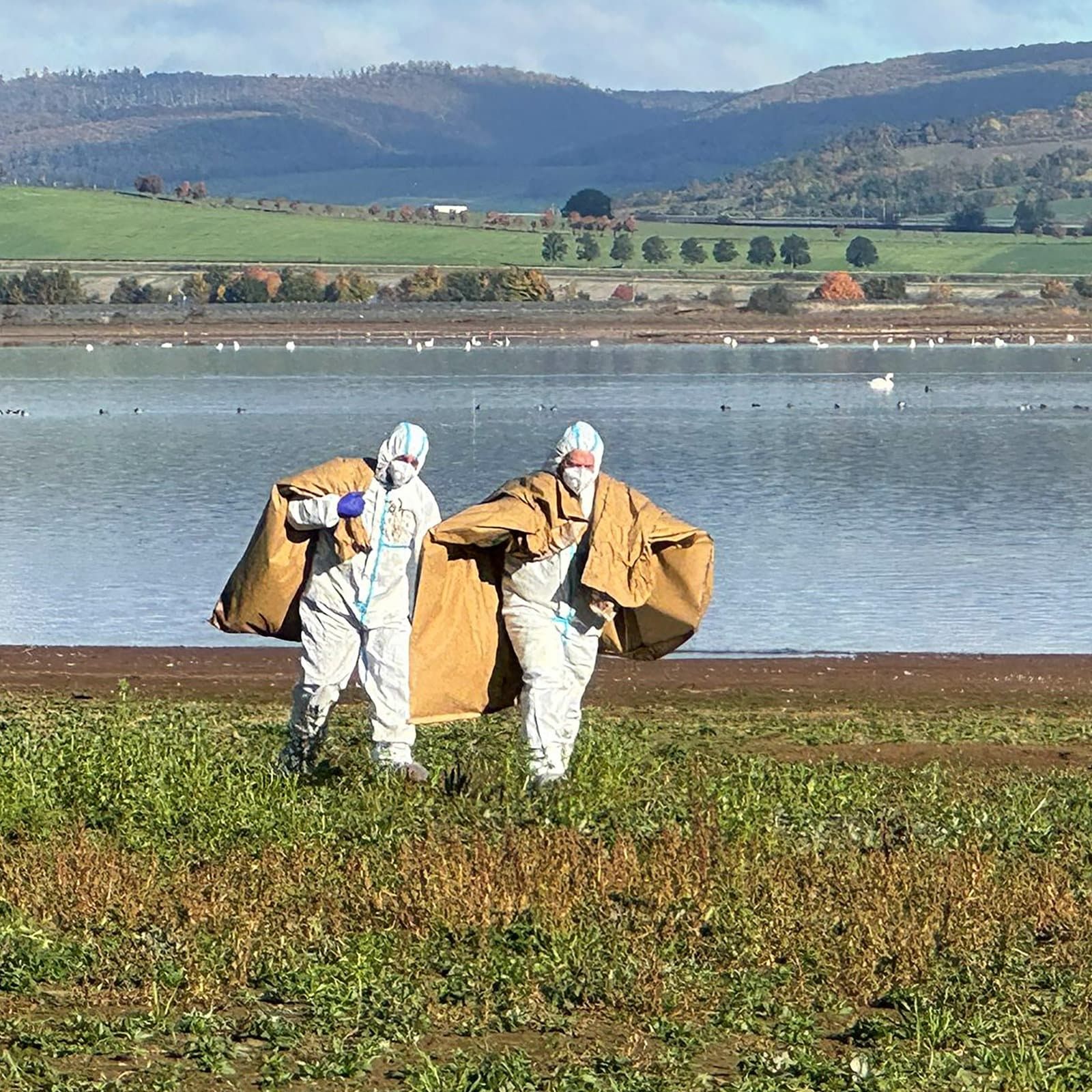 Hohes Risiko für weitere Vogelgrippe-Ausbrüche
