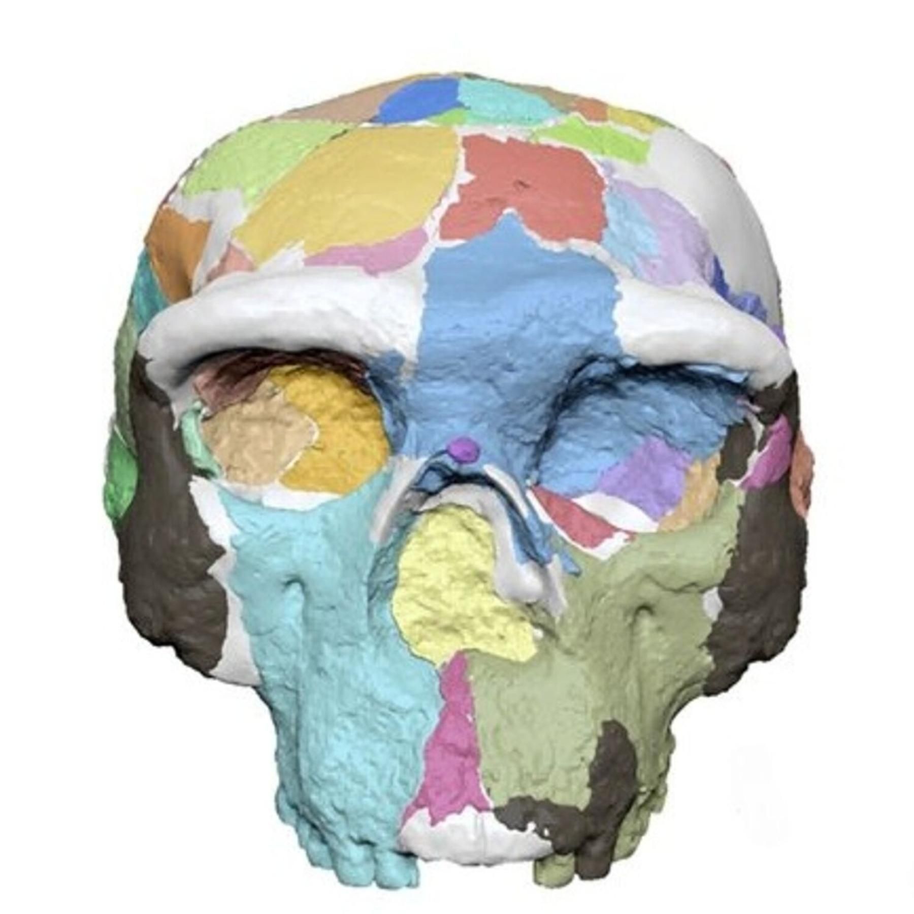Homo sapiens - Ist er älter als gedacht und kommt aus Asien?