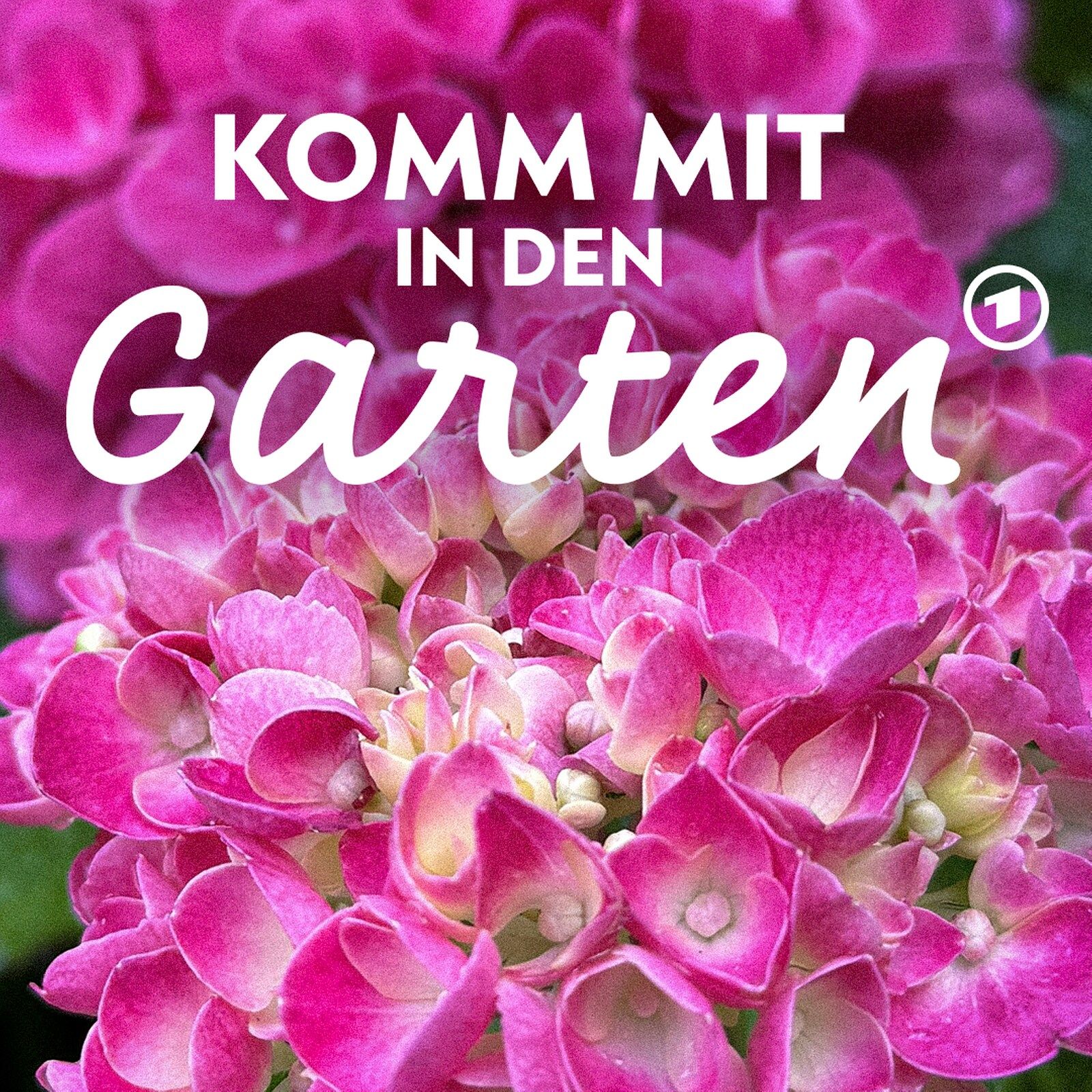 Hortensien - die Stars im Herbstgarten