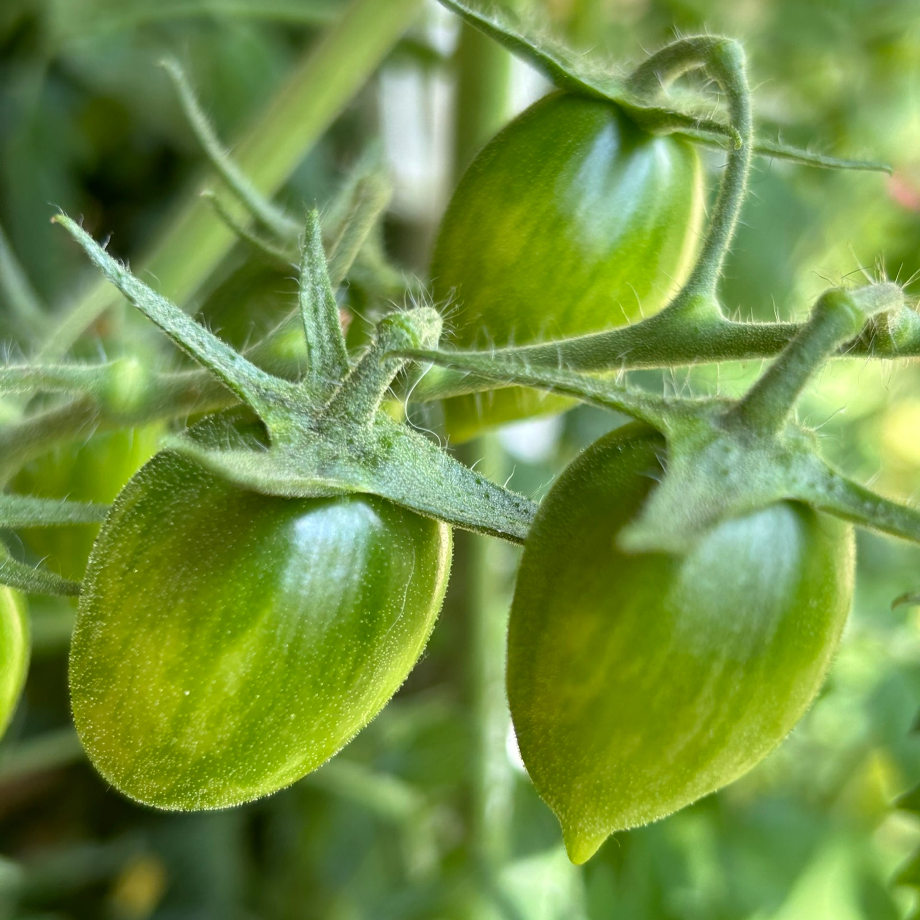 Huch, warum werd ich als Tomate denn nicht rot?