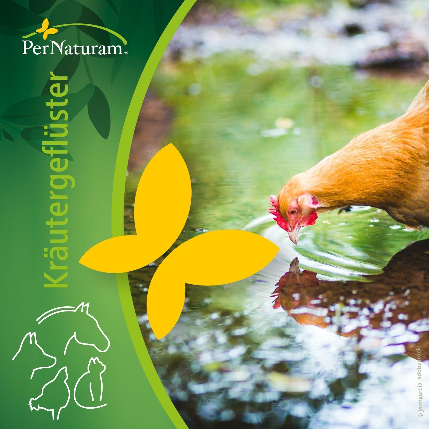 Hühner & Wachteln im Herbst