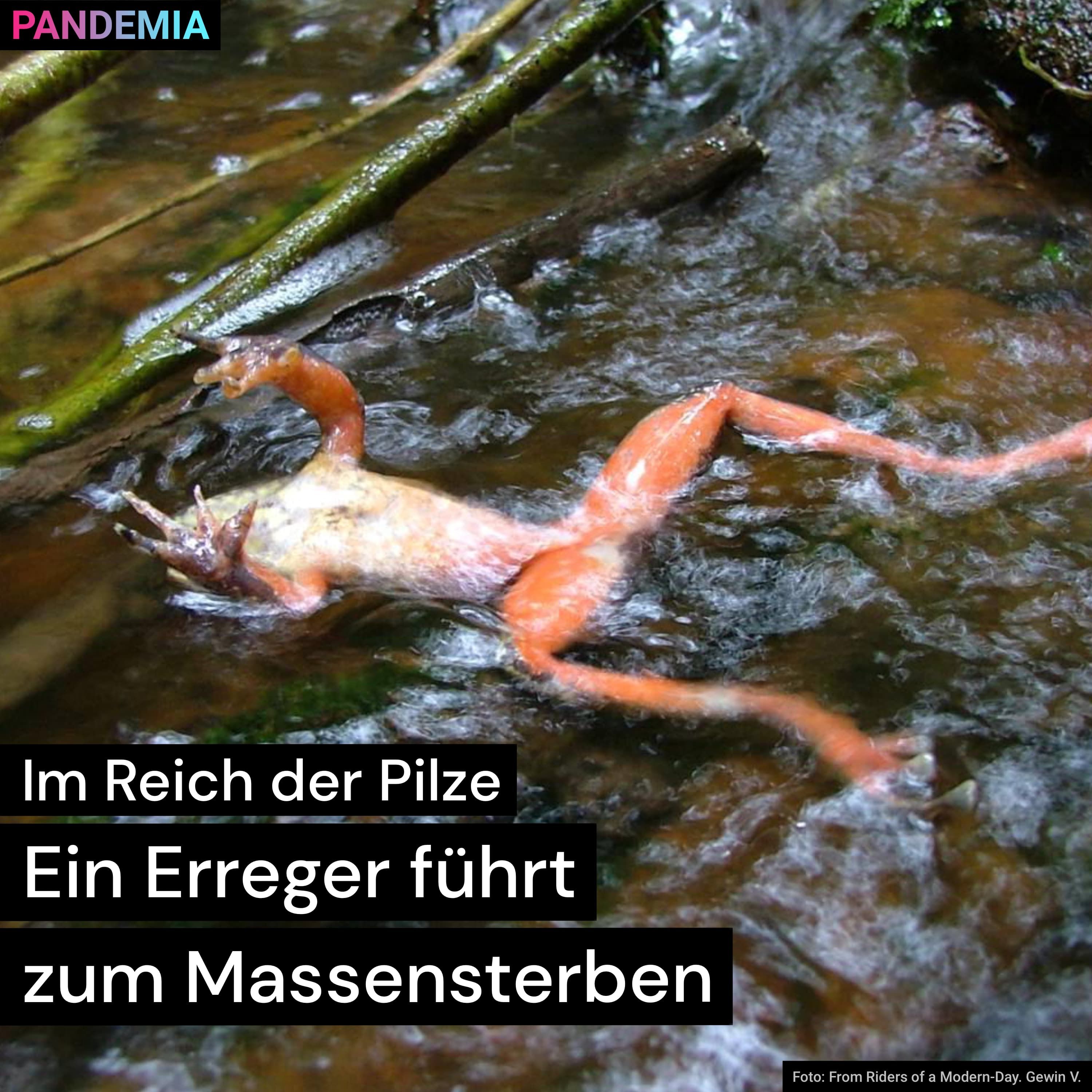 Im Reich der Pilze | Ein Erreger führt zum Massensterben