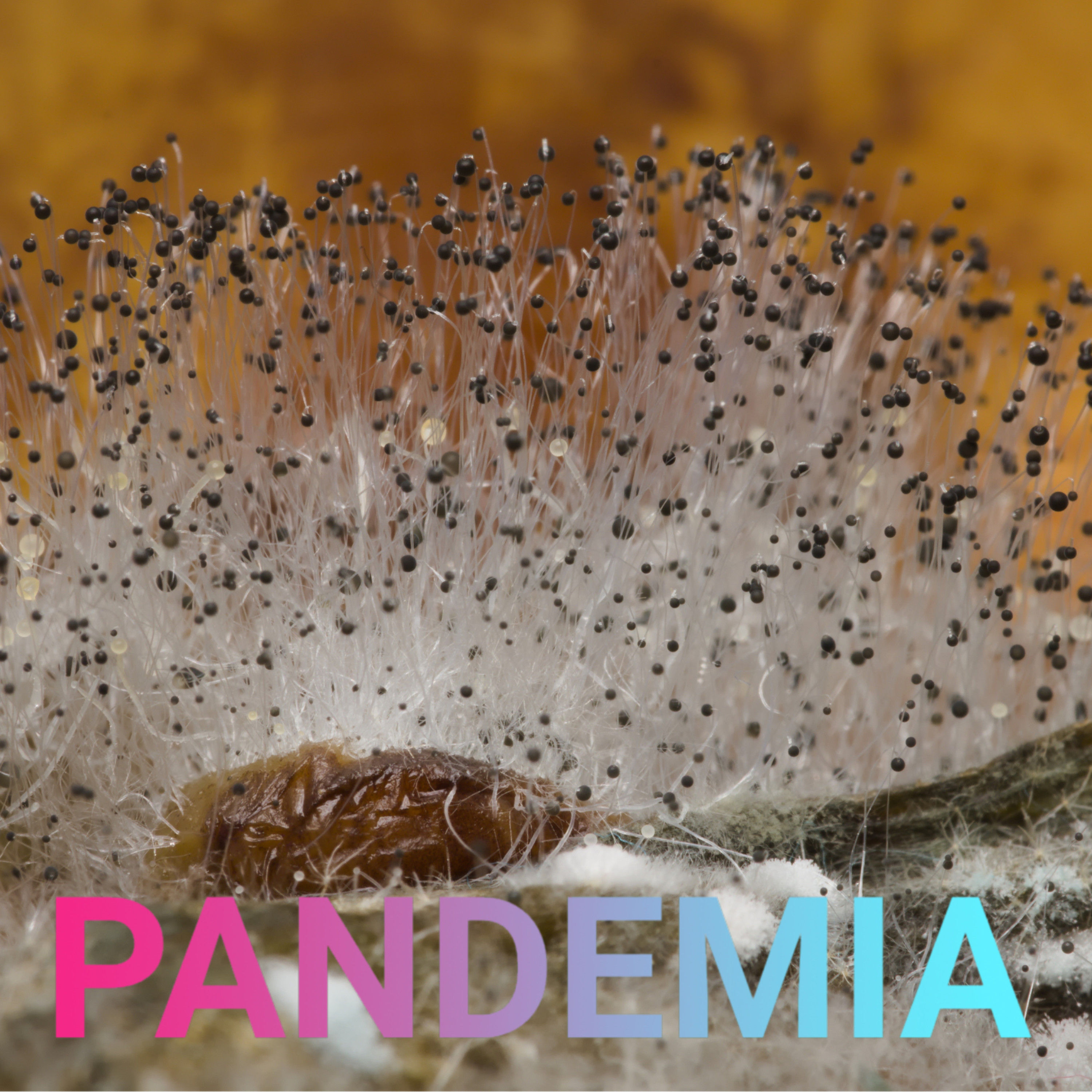 Im Reich der Pilze | Wenn Schimmel tötet