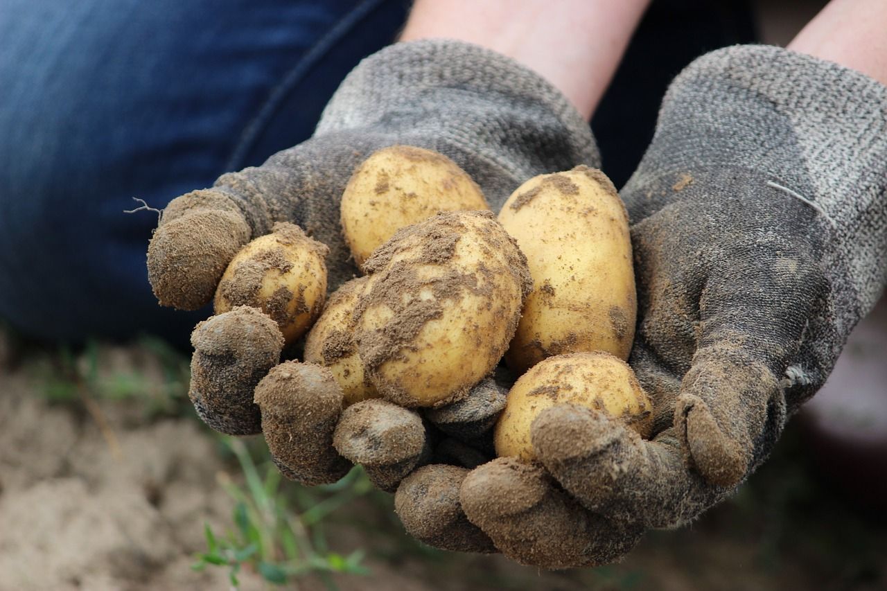 „Immer meine Hand für ins Feuer legen“ – Landwirt erklärt Bio/Öko statt konventionellem Anbau