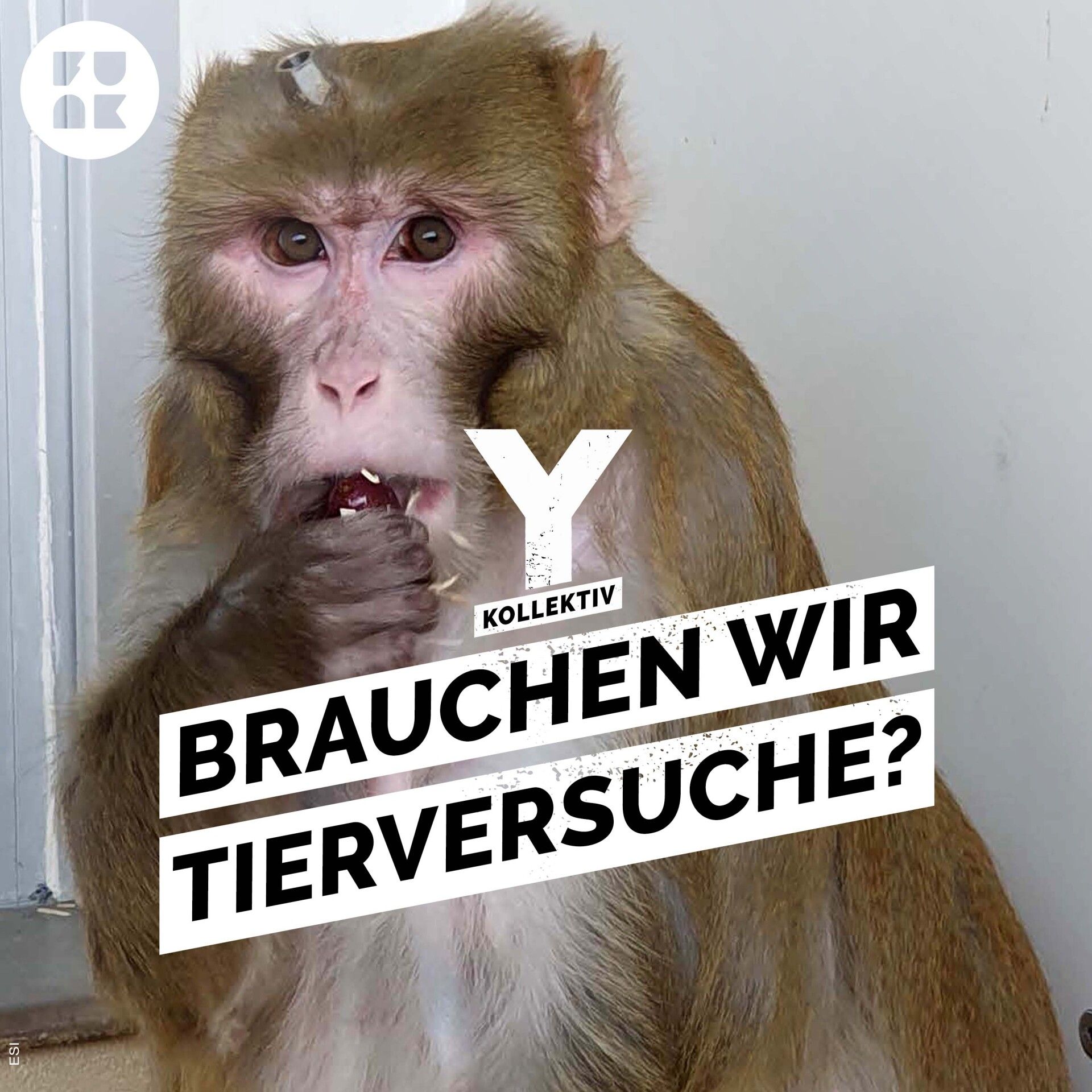 Implantate im Kopf – Wofür Affen in Deutschland herhalten müssen