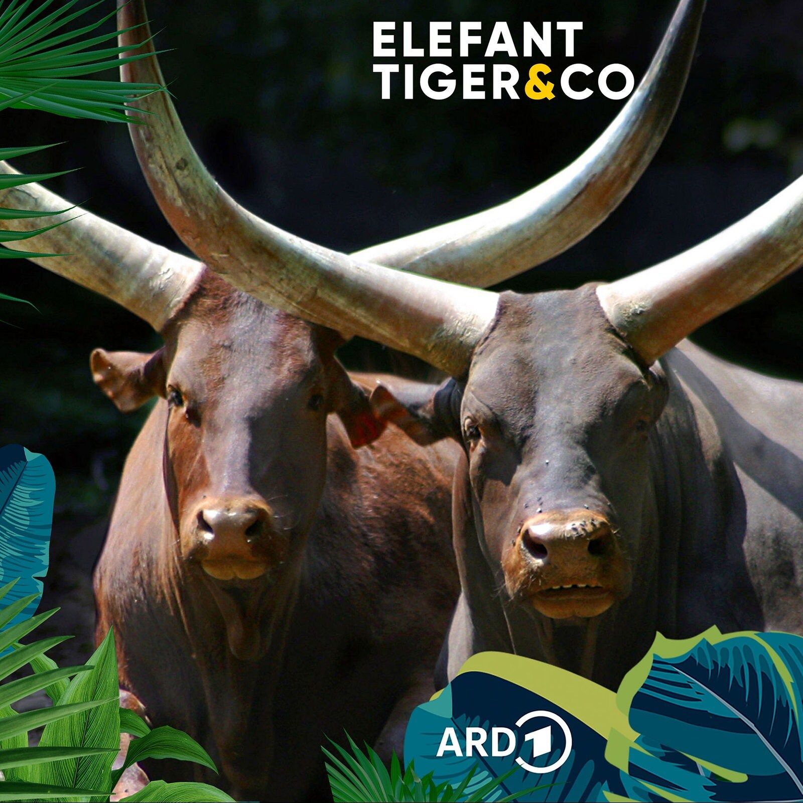 Imposante Watussi-Rinder