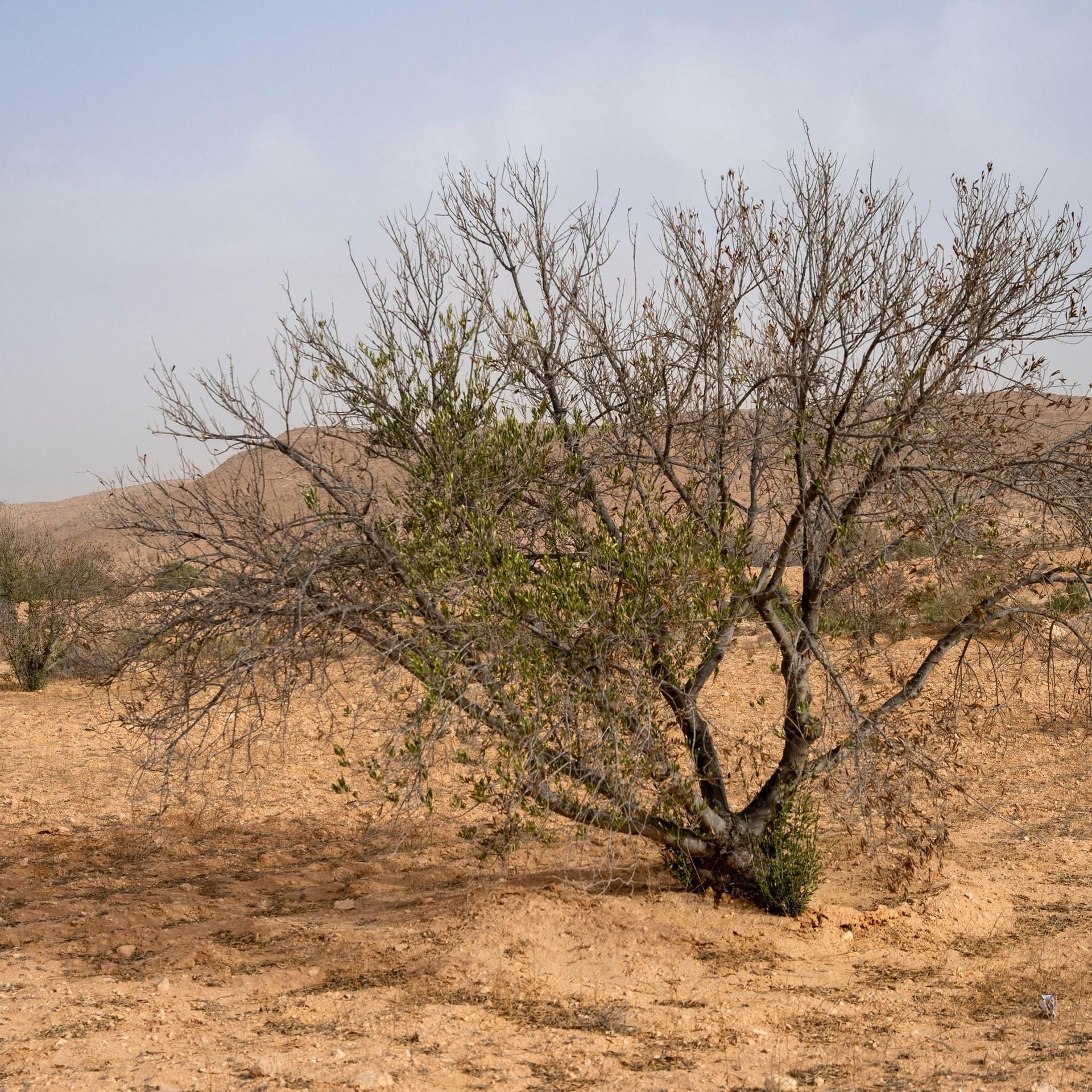 In der Notaufnahme - Planet Erde braucht mehr Klimaschutz