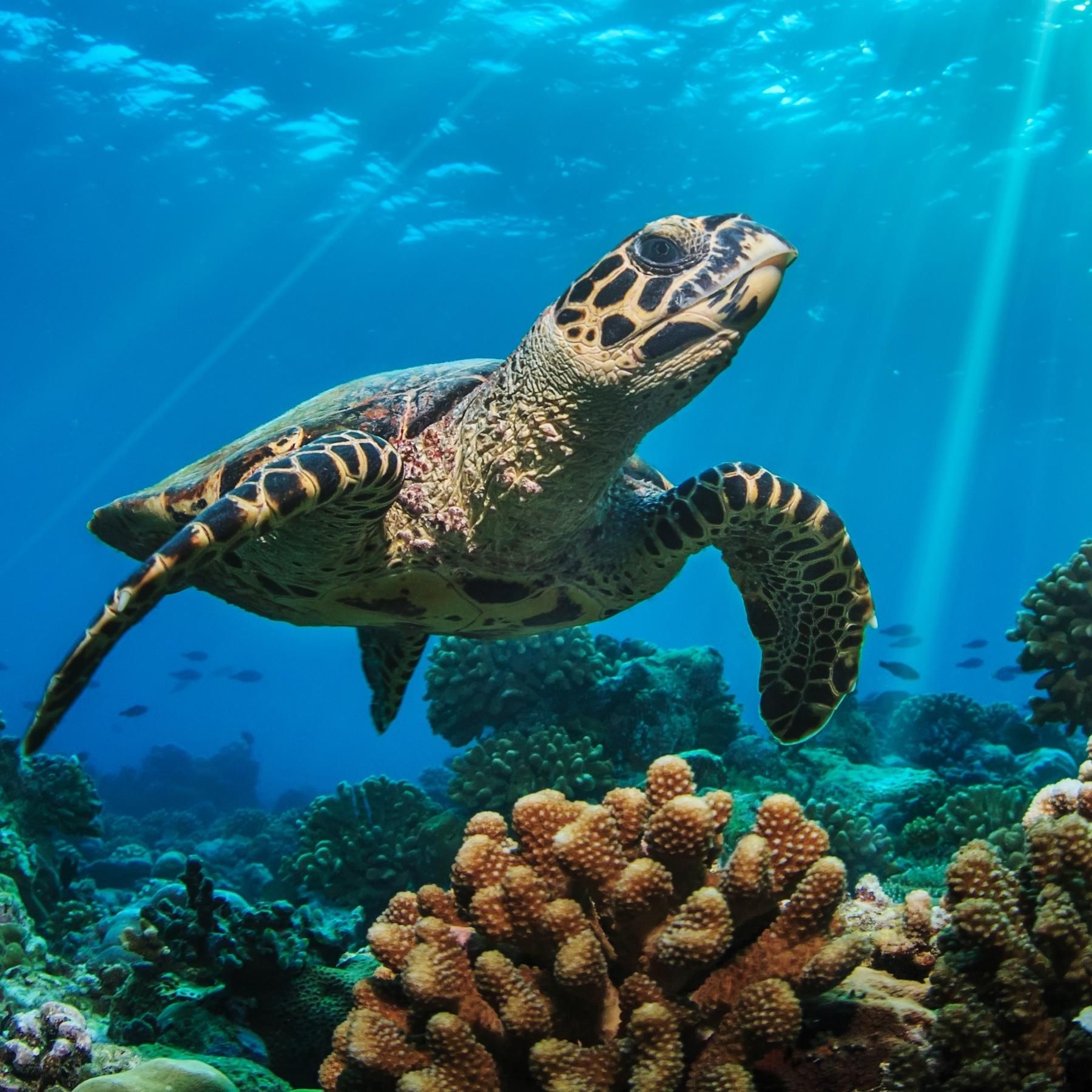 Fauna Incognita - Unbekannte Arten, die wir vielleicht nie kennenlernen