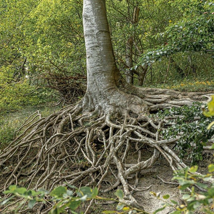 In Gott verwurzelt und gegründet - das gibt unserem Leben Halt in stürmischen Zeiten