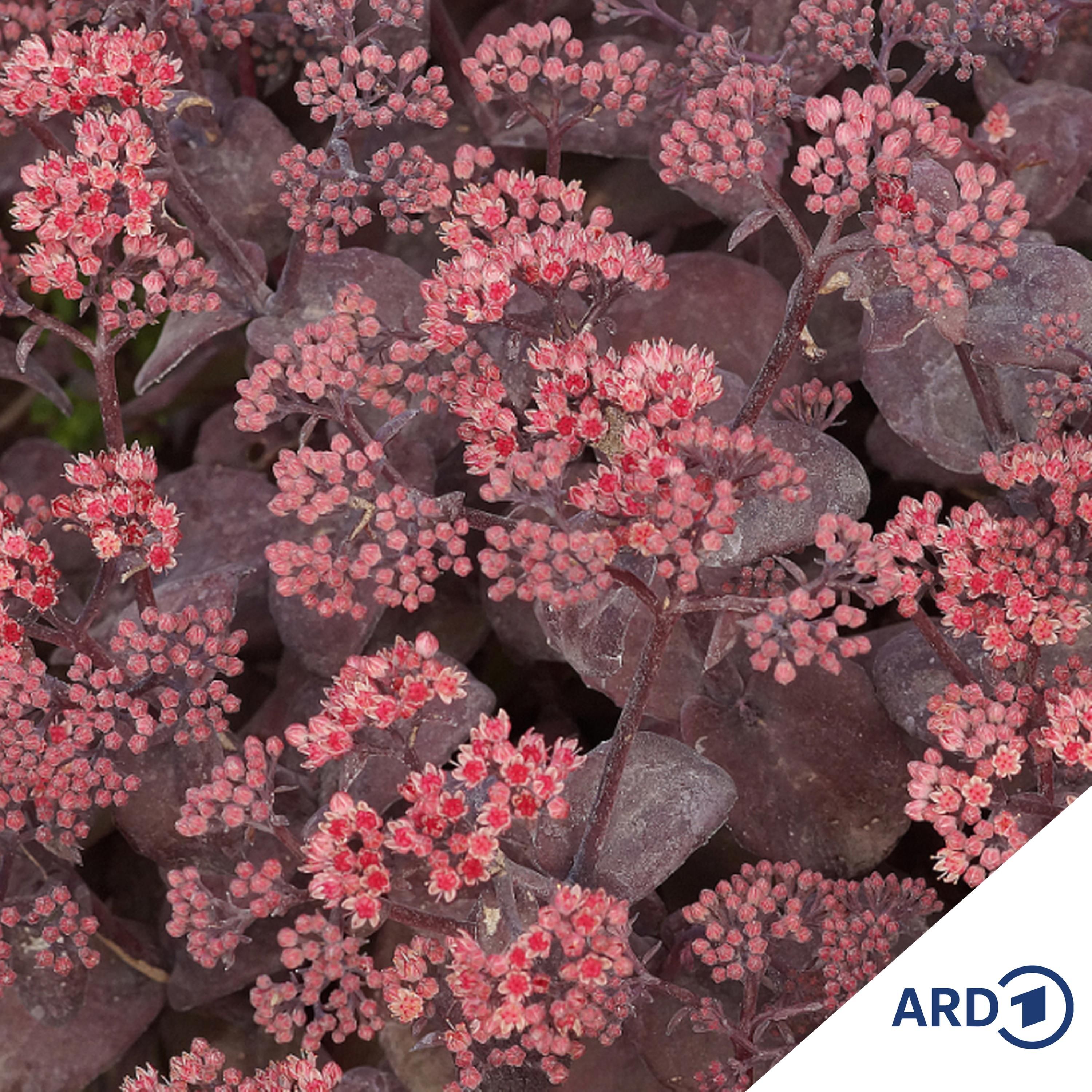 Indian Summer: Leuchtende Stauden für den Herbst-Garten