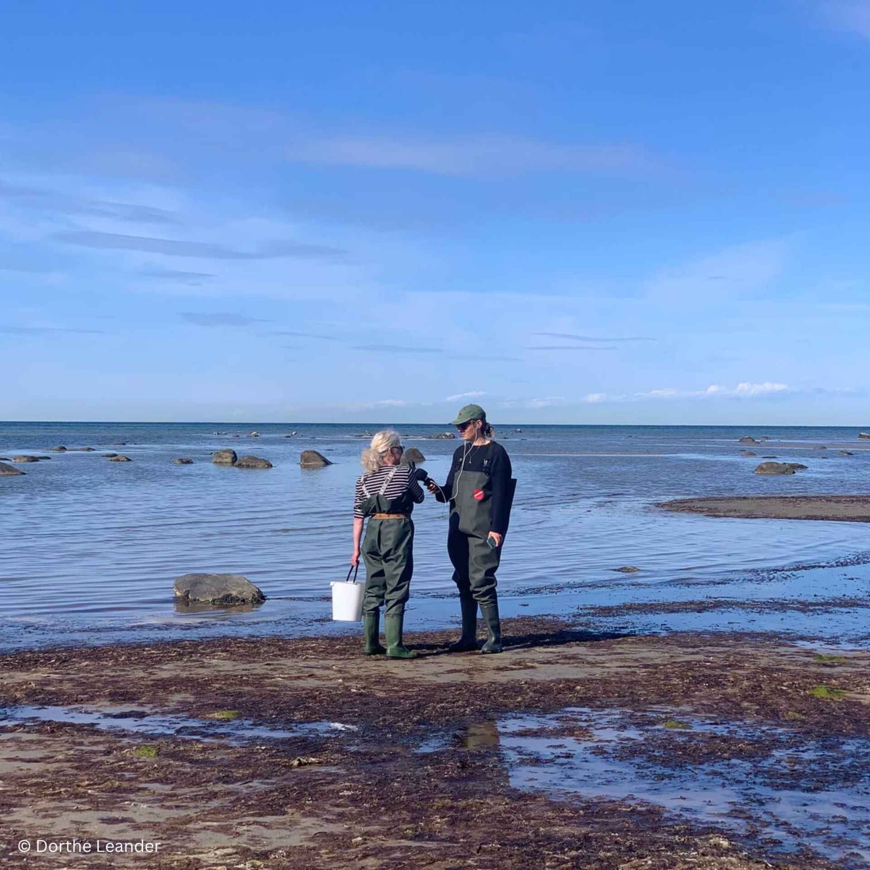 Insel Læsø in Dänemark – Von Salzsiedern, Seegrasdächern und starken Frauen | Reportage mit Miriam Menz | WW435