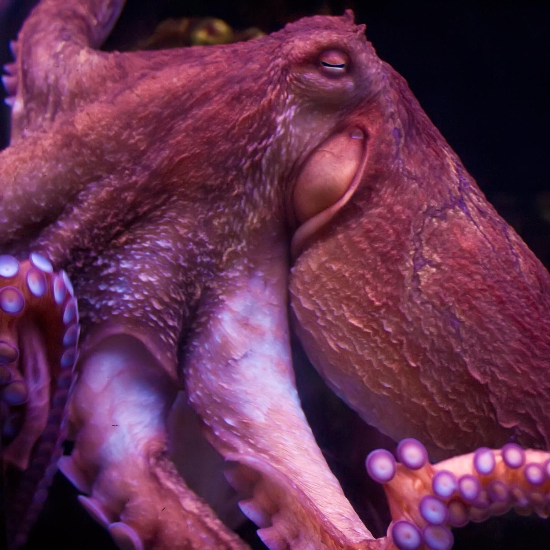 Intelligenter Oktopus - Gehirn im ganzen Körper