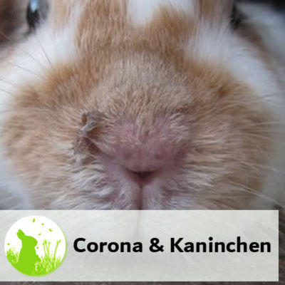 Ist Corona für Kaninchen gefährlich?
