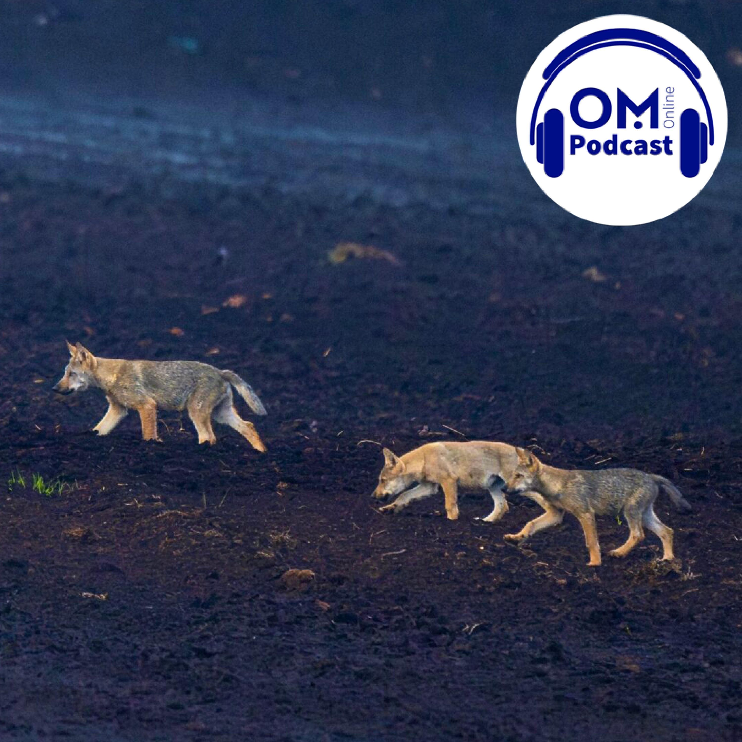 Ist die Schonzeit für den Wolf jetzt vorbei? Episode 177