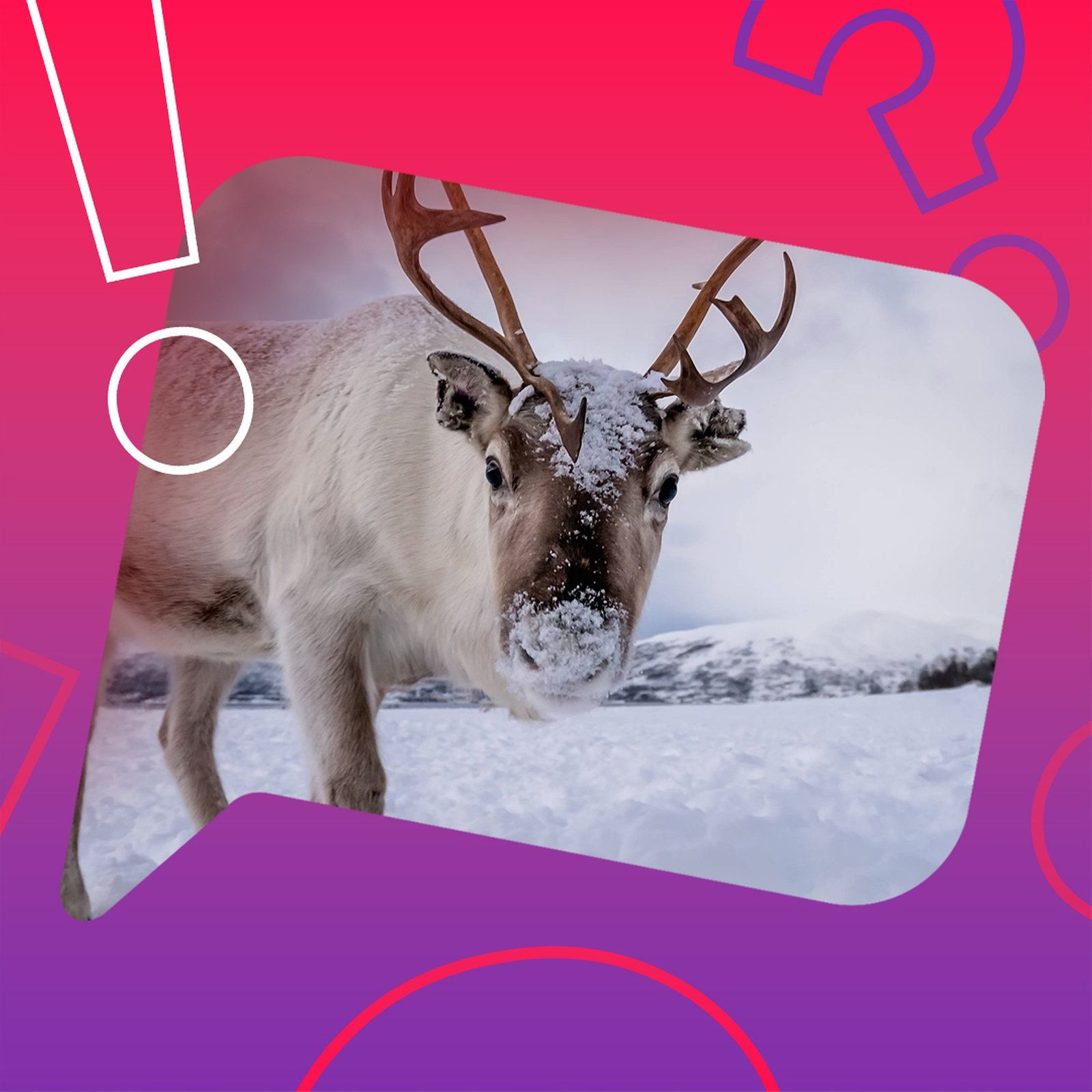 Ist Rentier Rudolph eigentlich ein Weibchen?