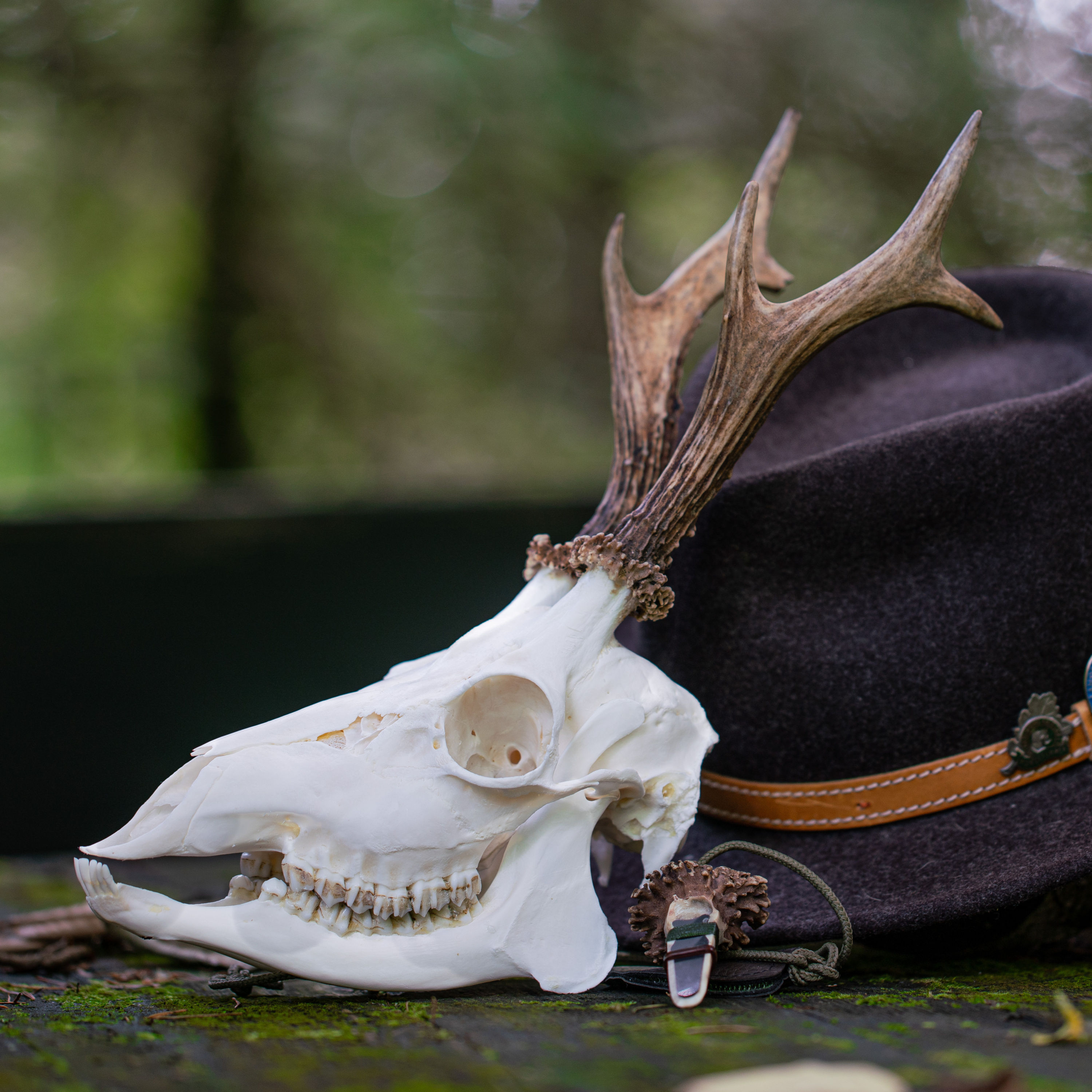 Jagd auf Bock mit Bock auf Jagd - Rehwildjagd im Frühjahr
