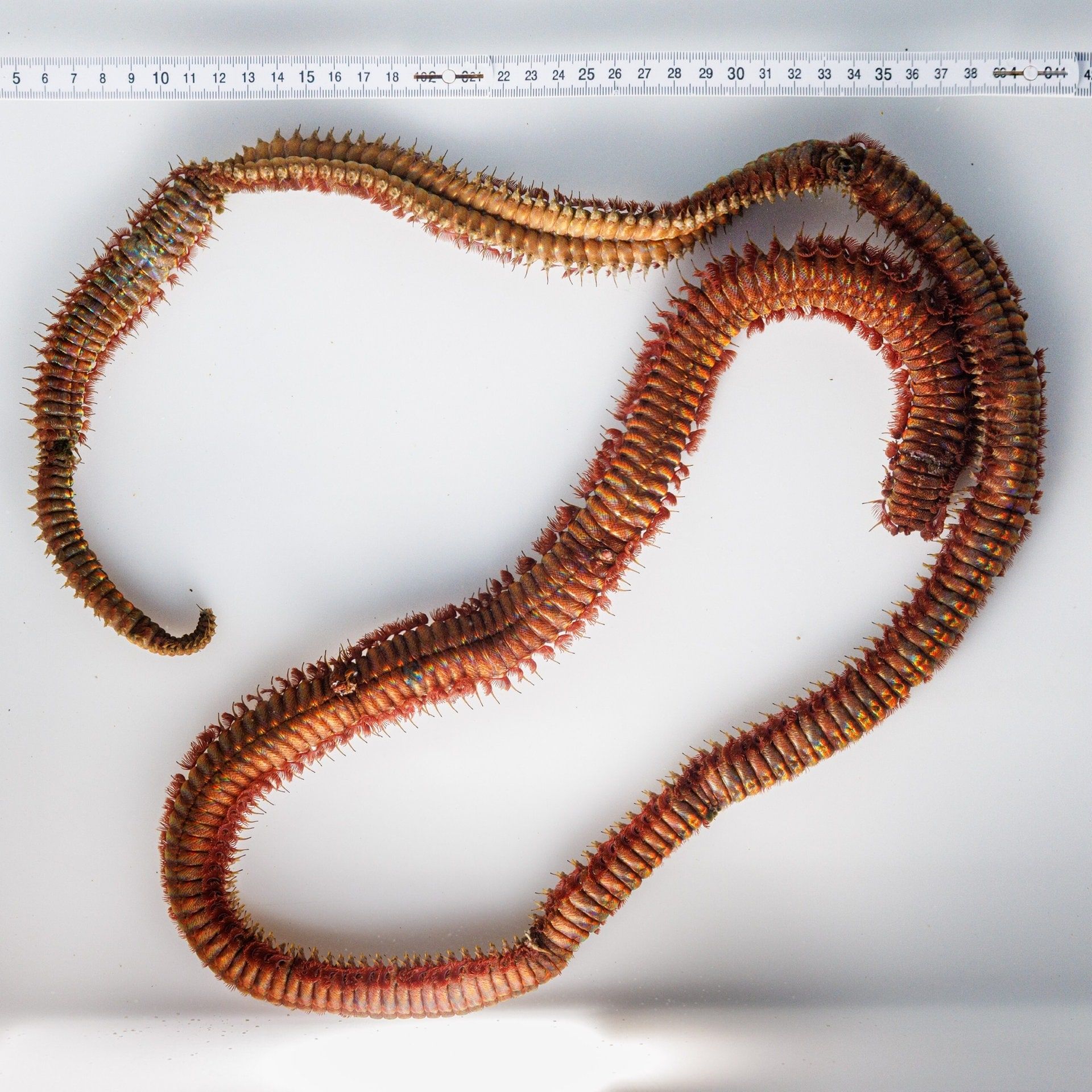 Jagd auf das Phantom: Borstenwurm im Naturkundemuseum Karlsruhe