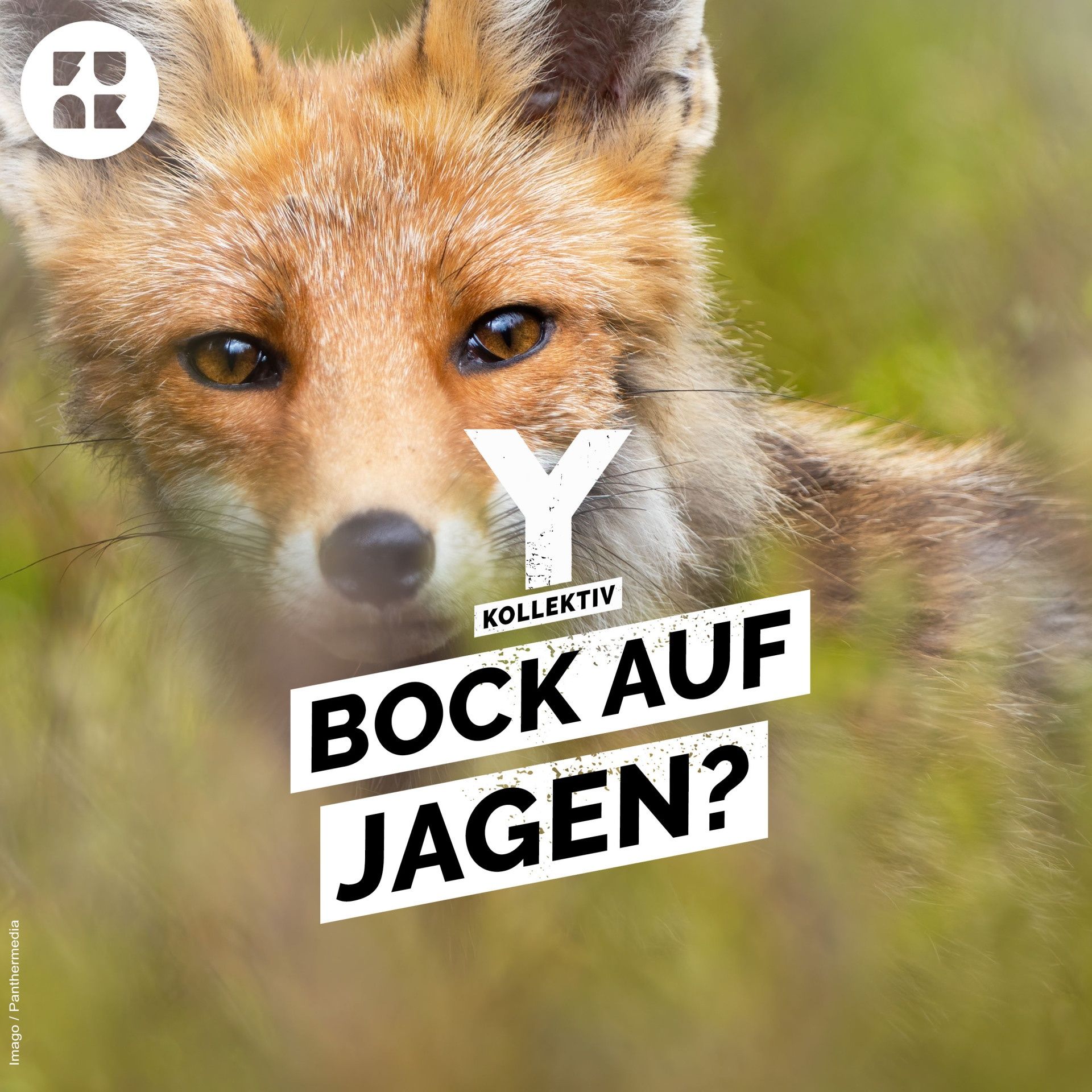 Jagd ist ihr Hobby – warum erschießen wir so viele Füchse?