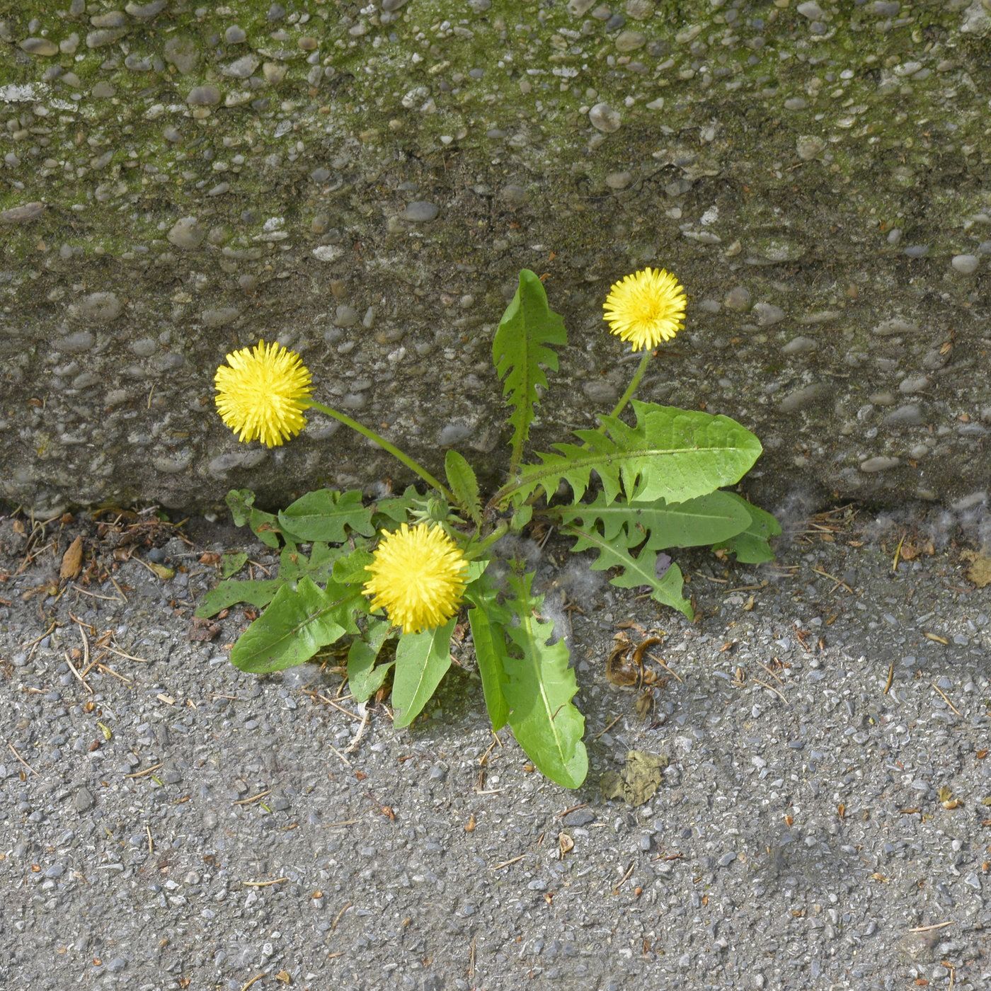 Jean-Pierre Wils: Hoffnung in Krisenzeiten