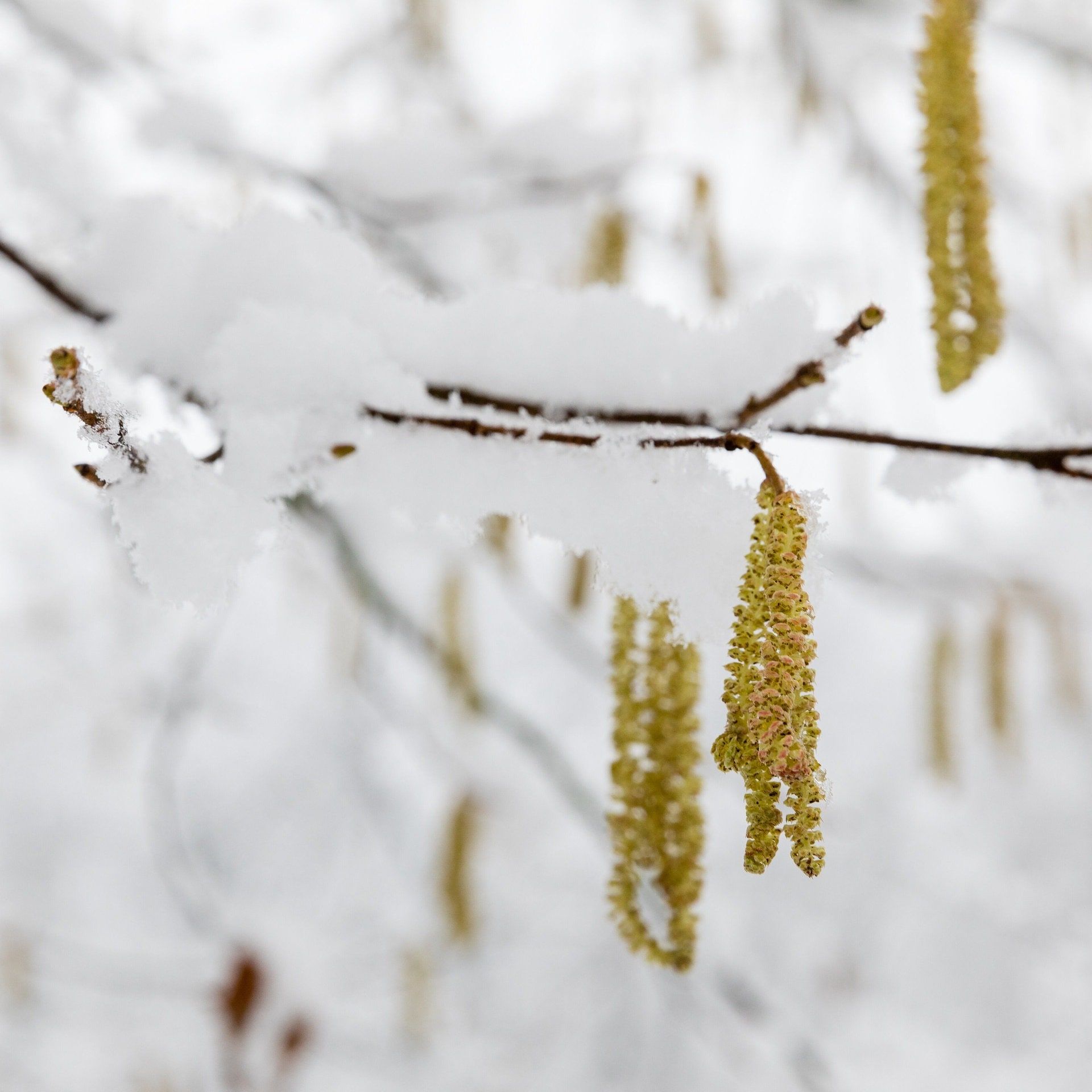 Juckende Augen schon im Winter: Klimaerwärmung sorgt für immer frühere Pollen-Saison