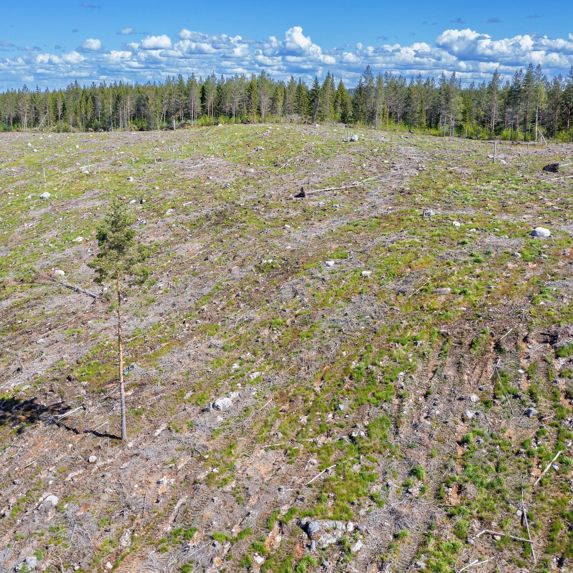 Kahlschlag in Schweden: Der Hunger nach Holz bedroht Urwälder