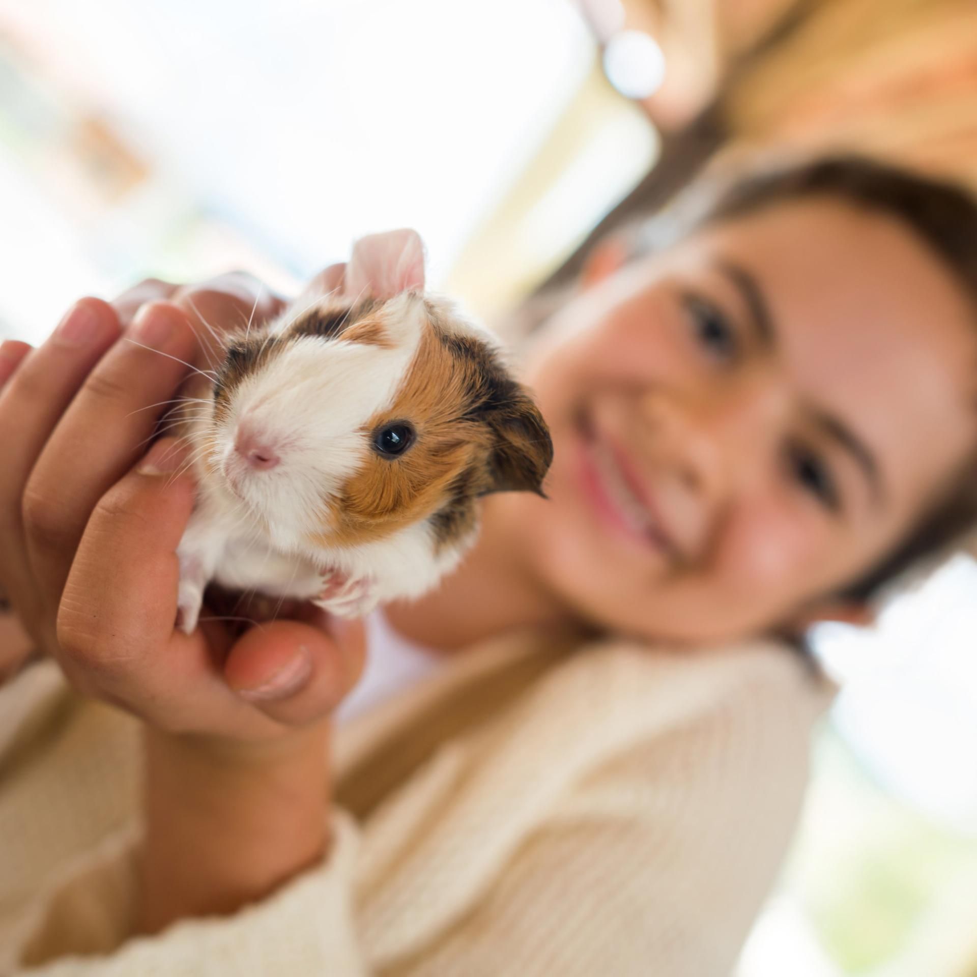 Kakadu - bei euch - Mathilda und ihre Meerschweinchen