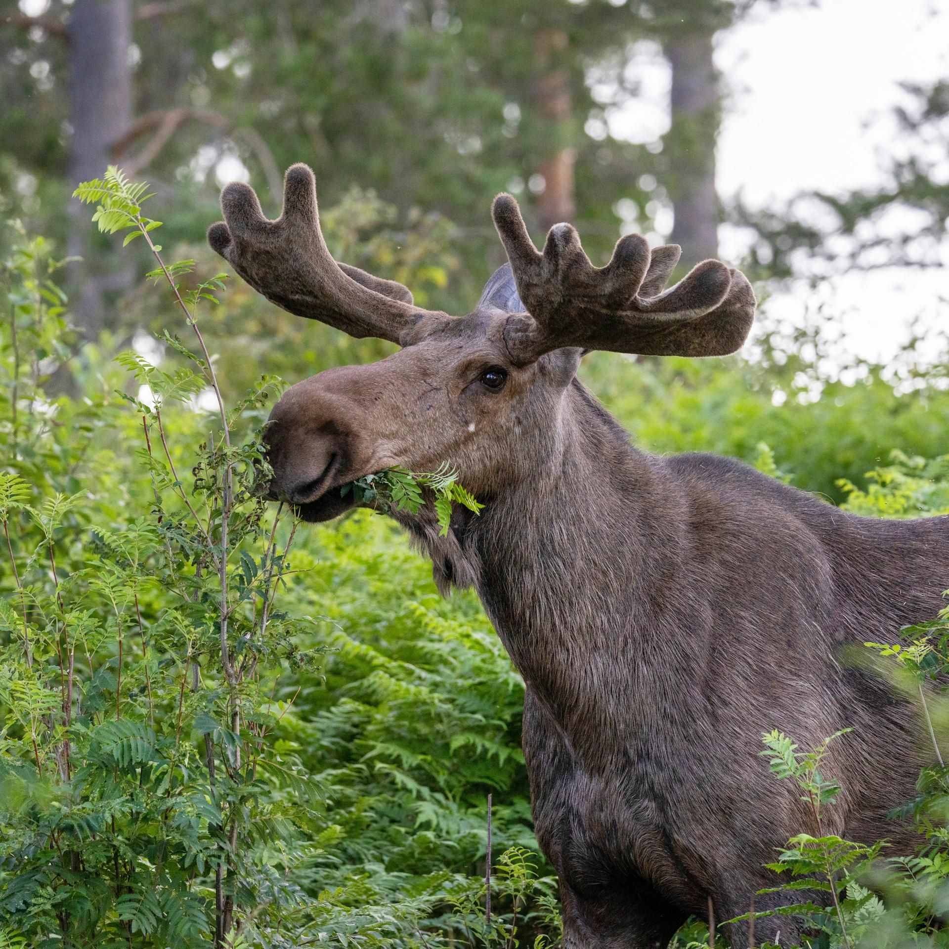 Kakadu - bei euch - Viveka aus Schweden lebt ein Jahr in Leipzig