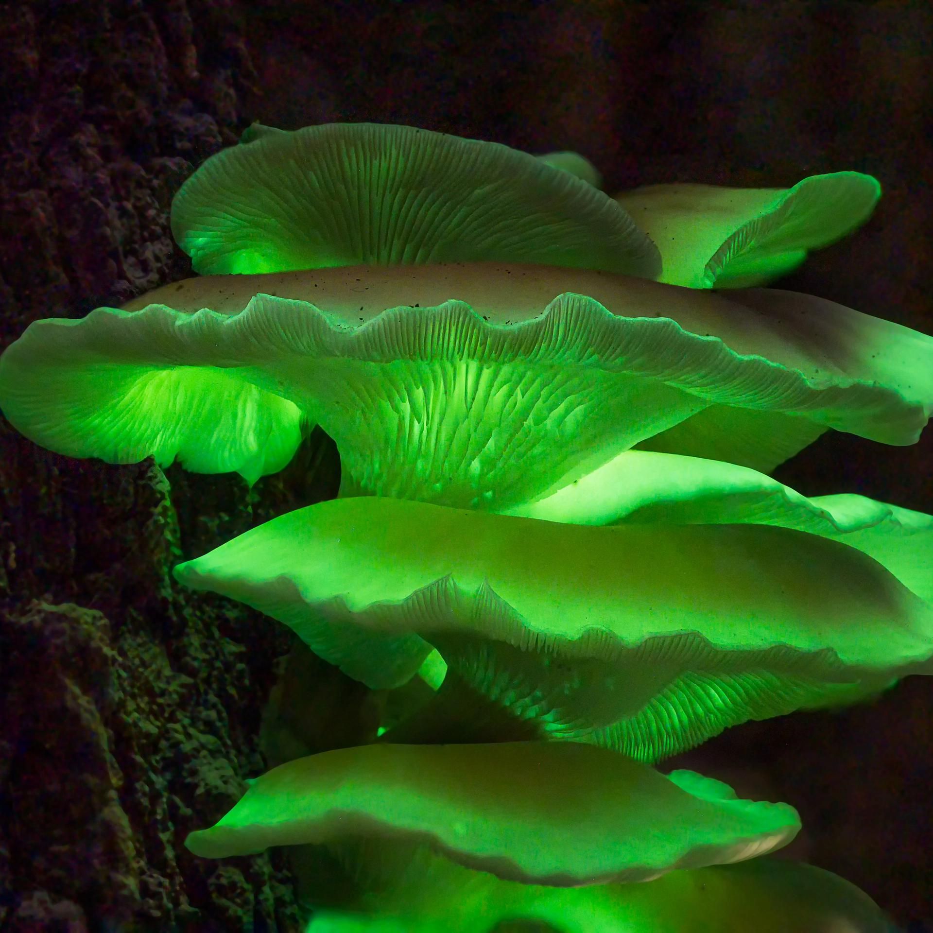 Kakadu - eure Fragen - Haben Pilze Superkräfte?