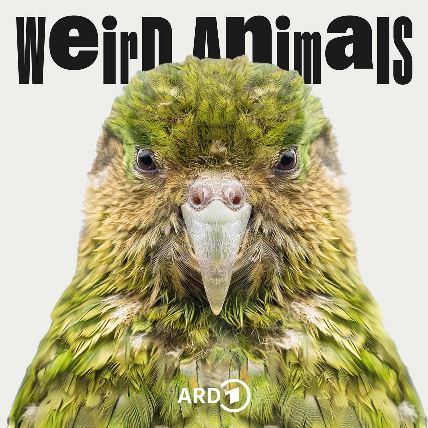 Kakapo - Der dümmste Vogel der Welt?