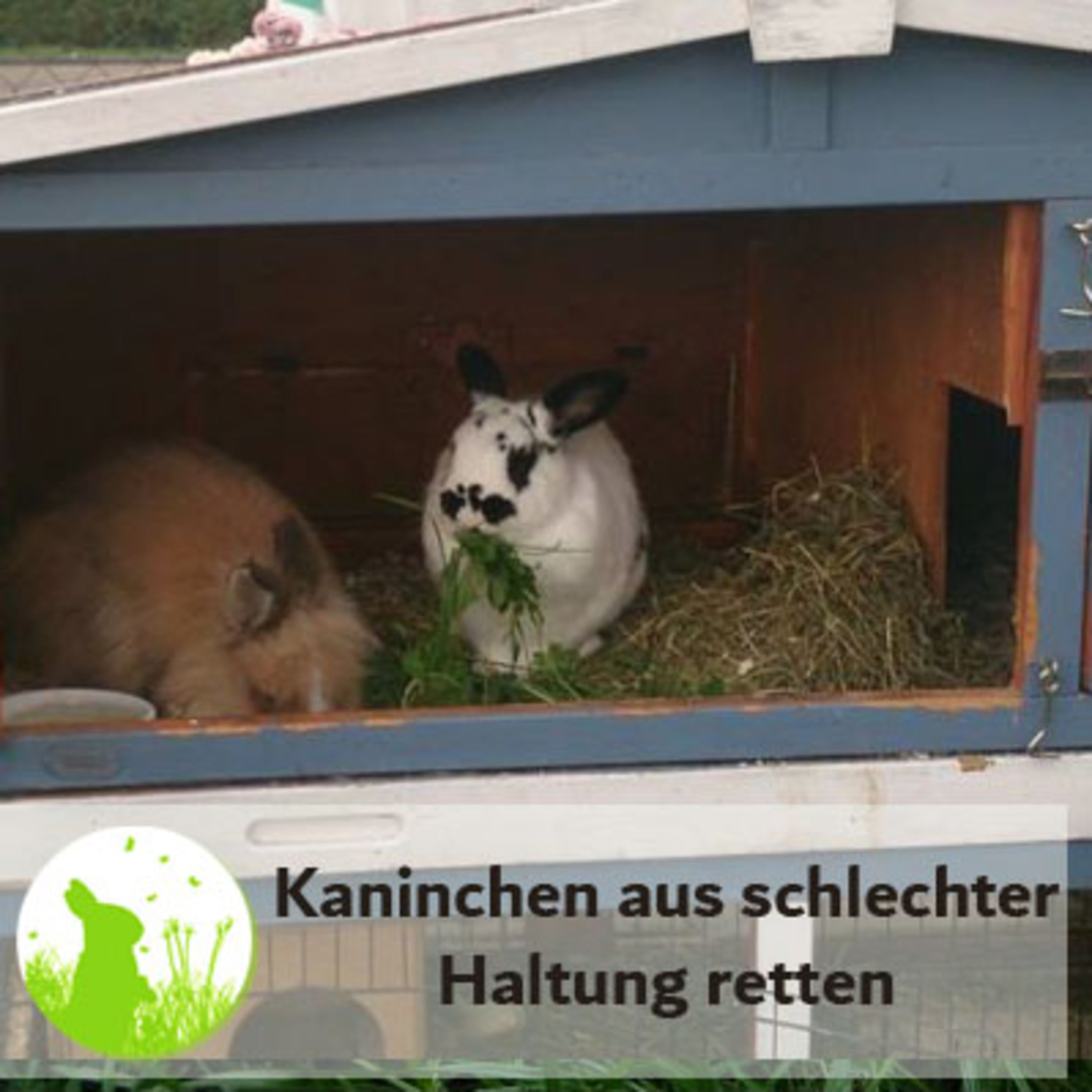 Kaninchen aus schlechter Haltung retten