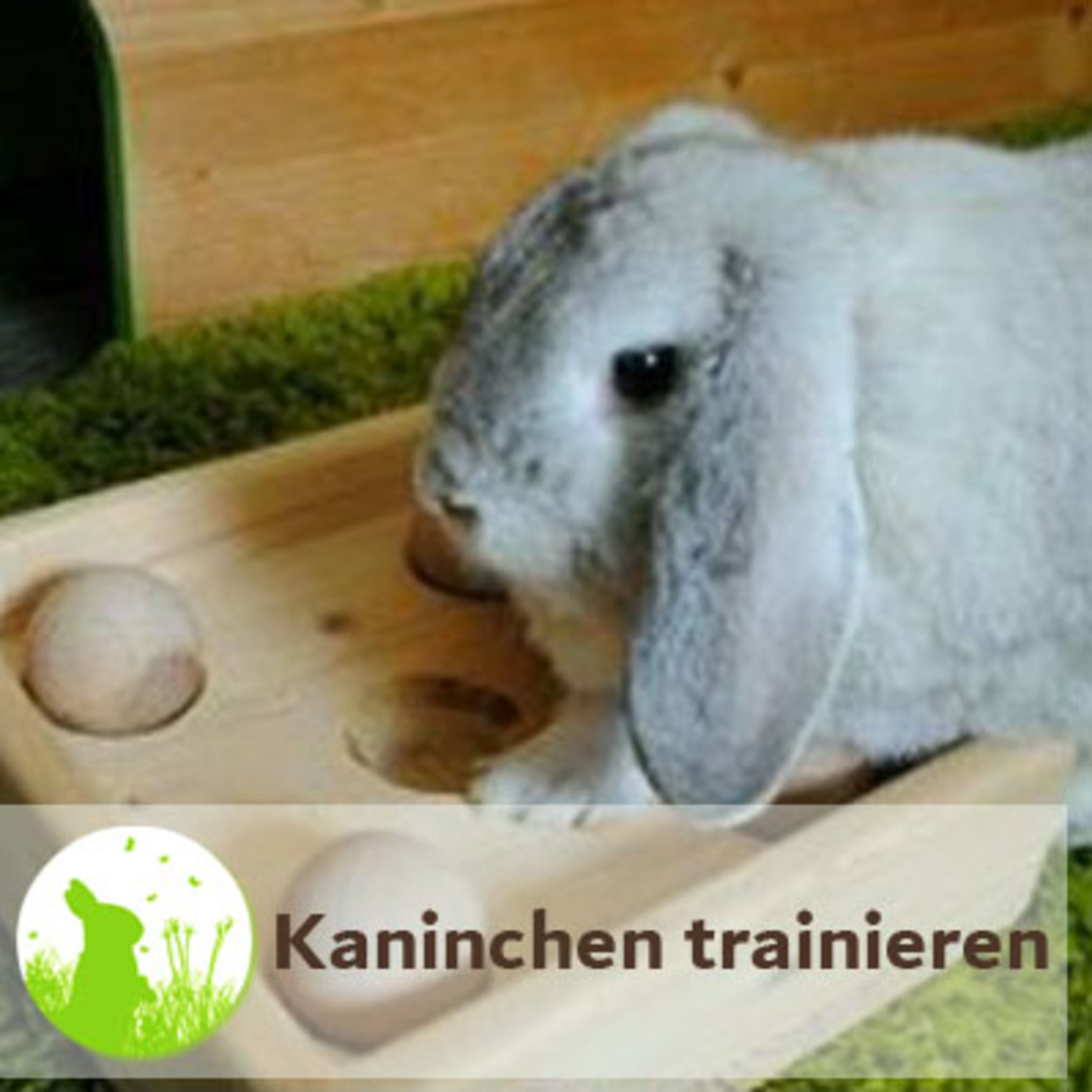 Kaninchen richtig trainieren