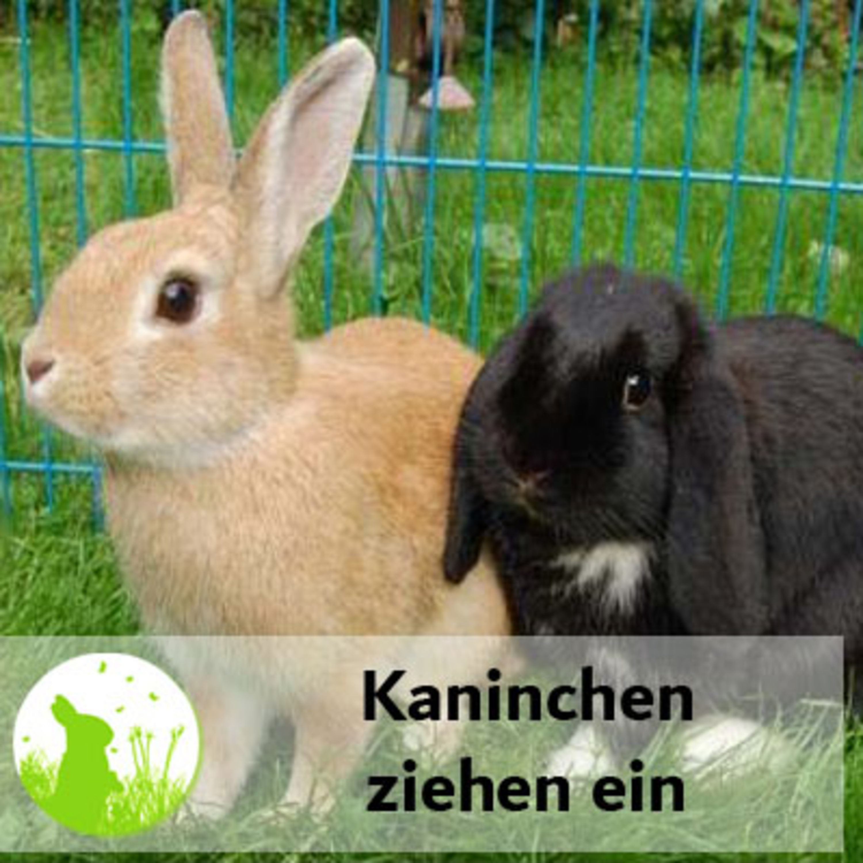 Kaninchen ziehen ein