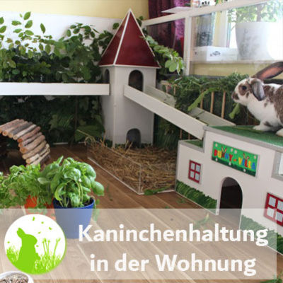 Kaninchenhaltung in der Wohnung