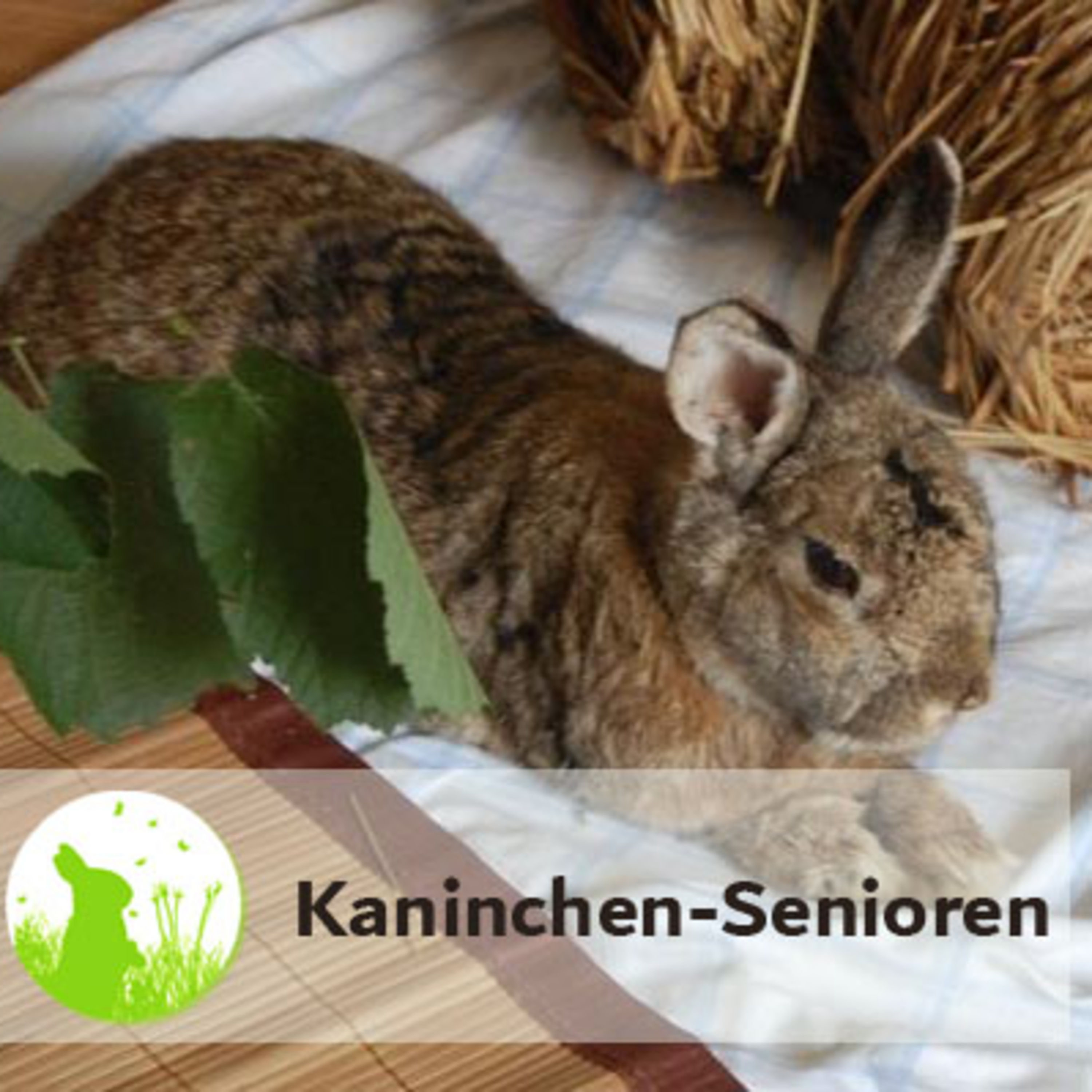 Kaninchensenioren: besondere Bedürfnisse alter Kaninchen