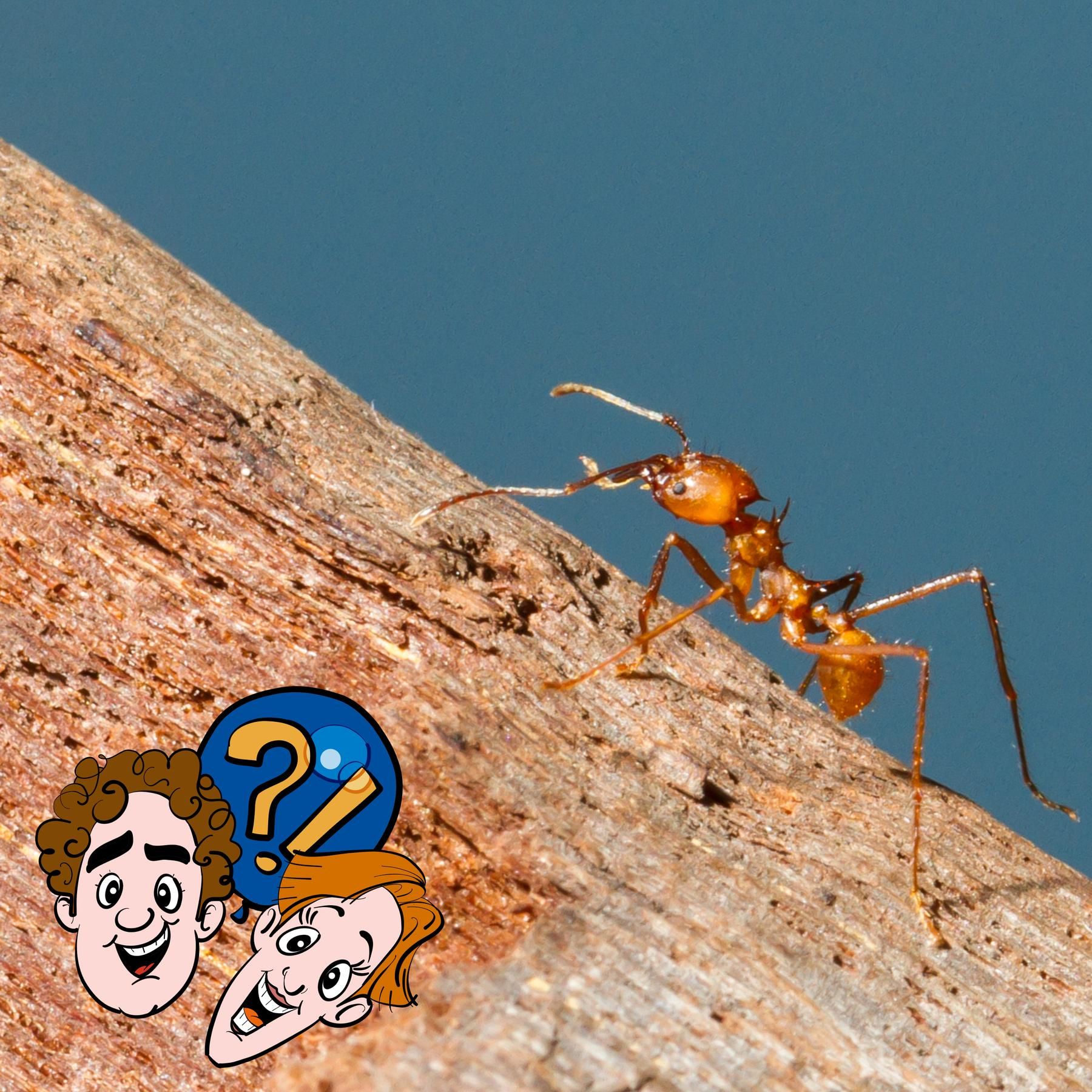 Kann ein Tier durch einen Menschenpups in Ohnmacht fallen?