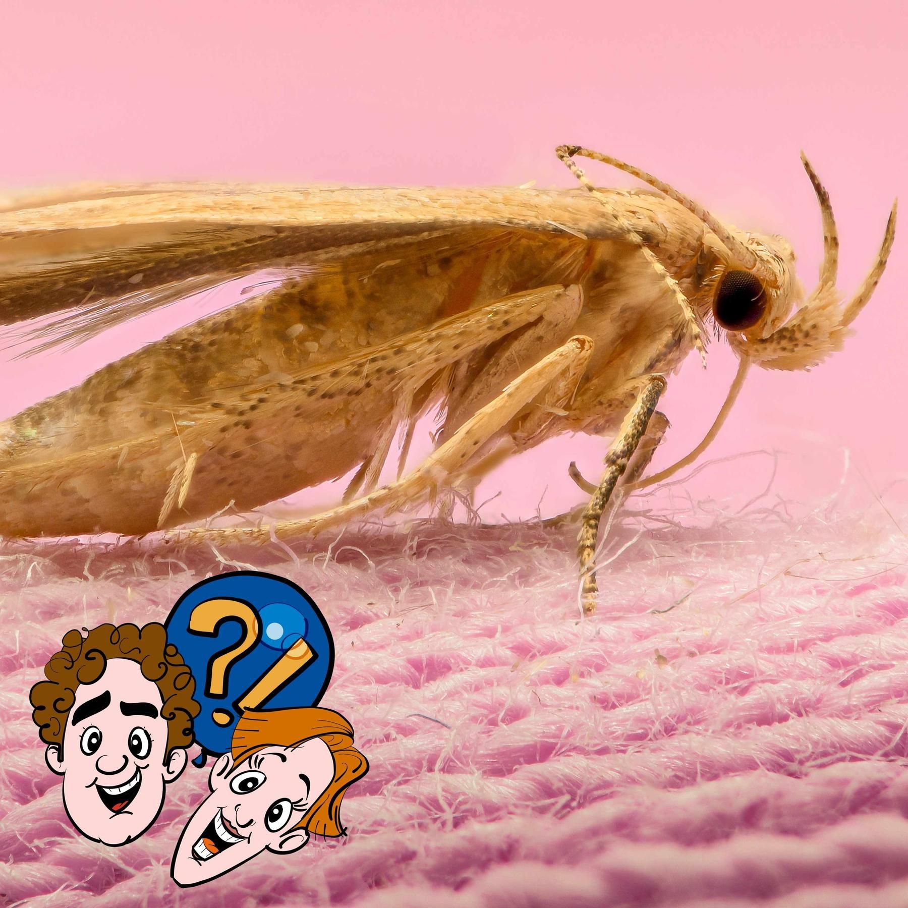 Kann eine Motte ein ganzes T-Shirt fressen?